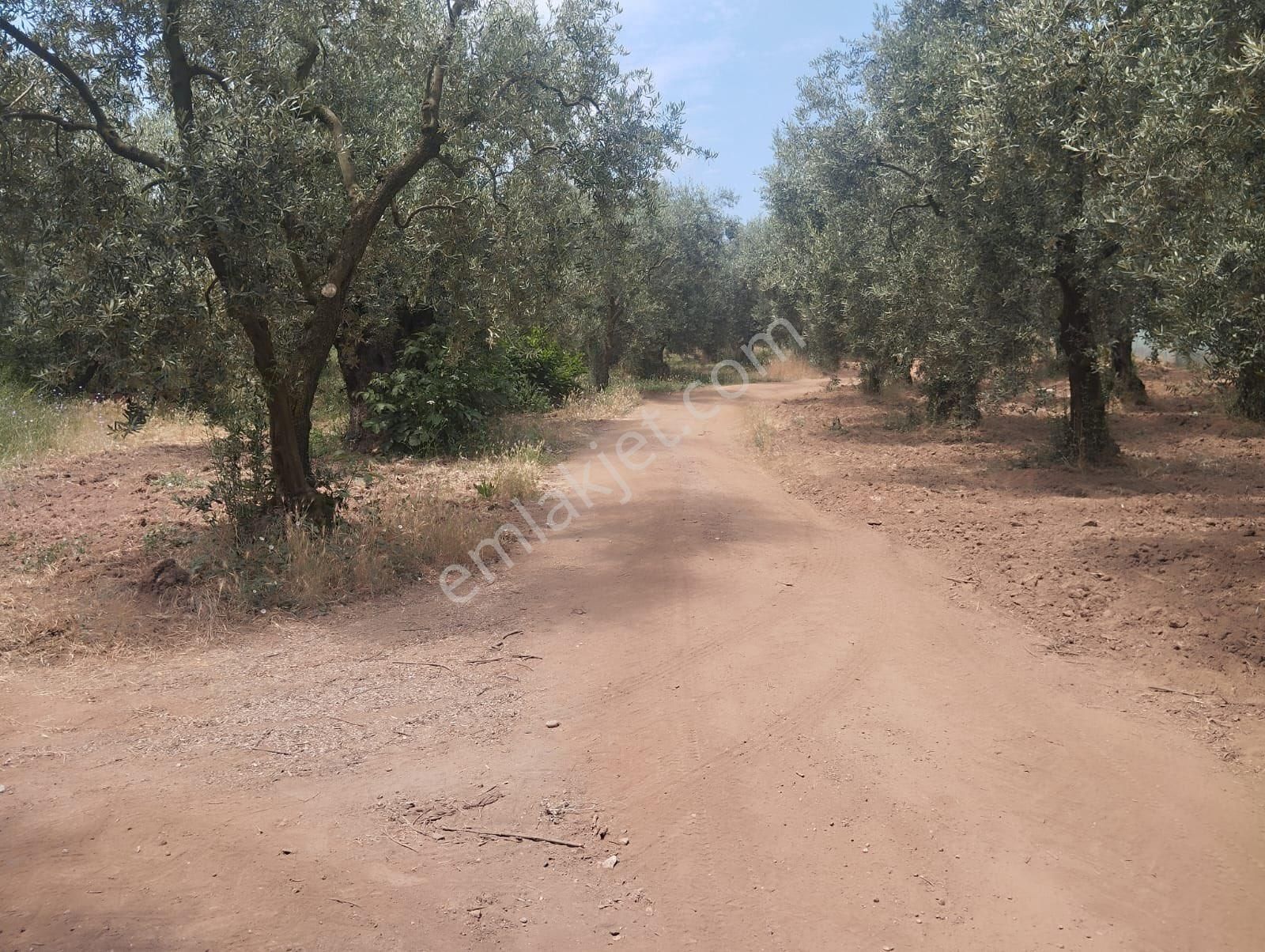 Beka Gayrimenkul'den Narlıca Köyünde Muhteşem Göl Manzaralı Köye Yakın 888 M² Zeytinlik - Görsel 26