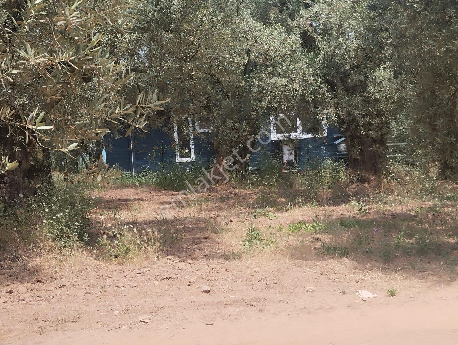 Beka Gayrimenkul'den Narlıca Köyünde Muhteşem Göl Manzaralı Köye Yakın 888 M² Zeytinlik - Görsel 4