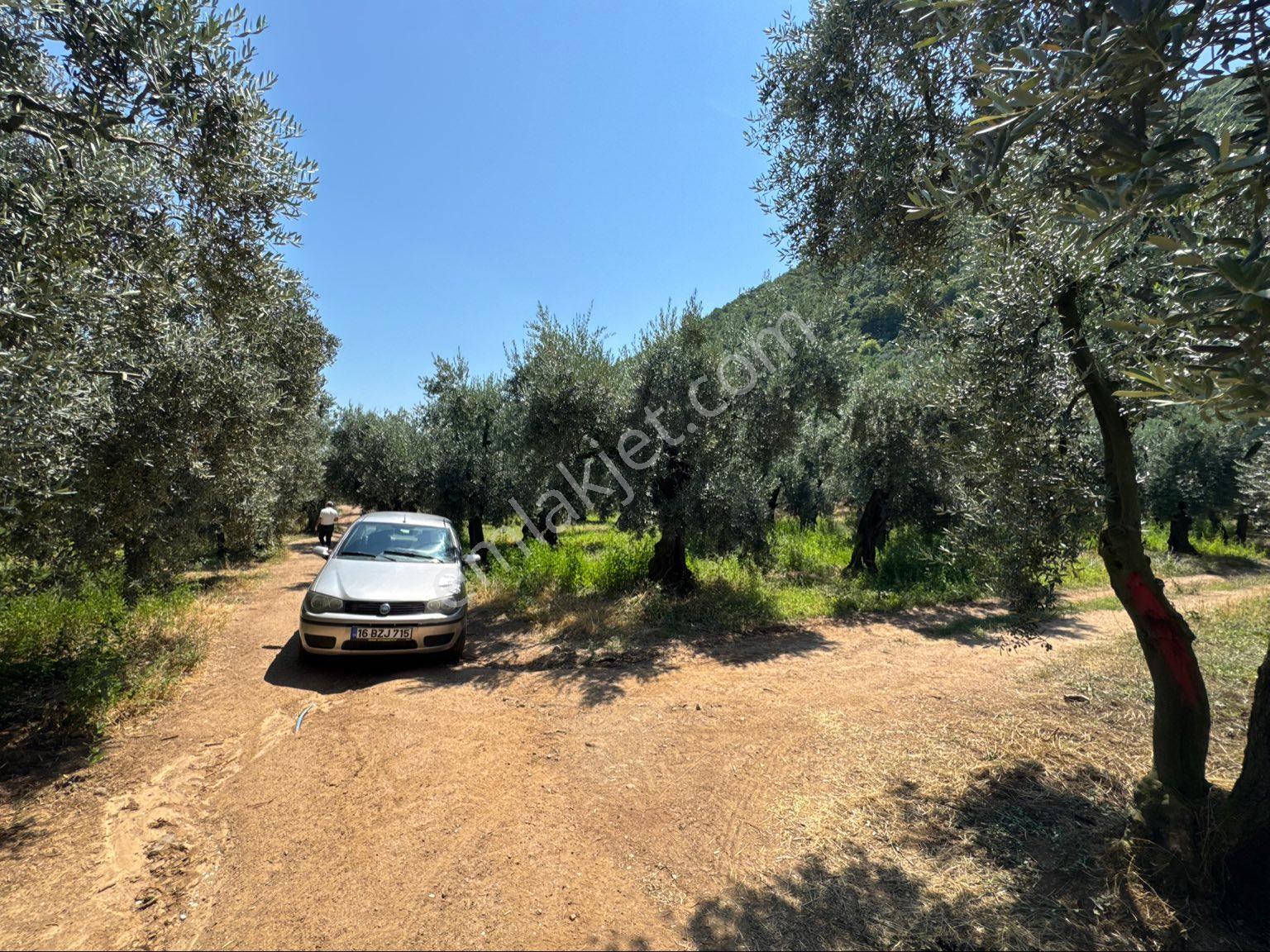 BEKA GAYRİMENKUL'DEN NARLICA KÖYÜNDE İMARA ÇOK YAKIN 888 M² ZEYTİNLİK - Görünüm 4