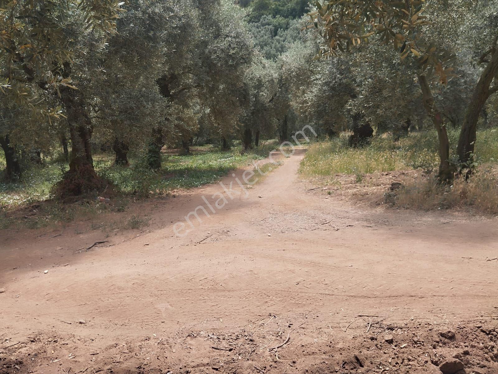 Beka Gayrimenkul'den Narlıca Köyünde Muhteşem Göl Manzaralı Köye Yakın 888 M² Zeytinlik - Görsel 21