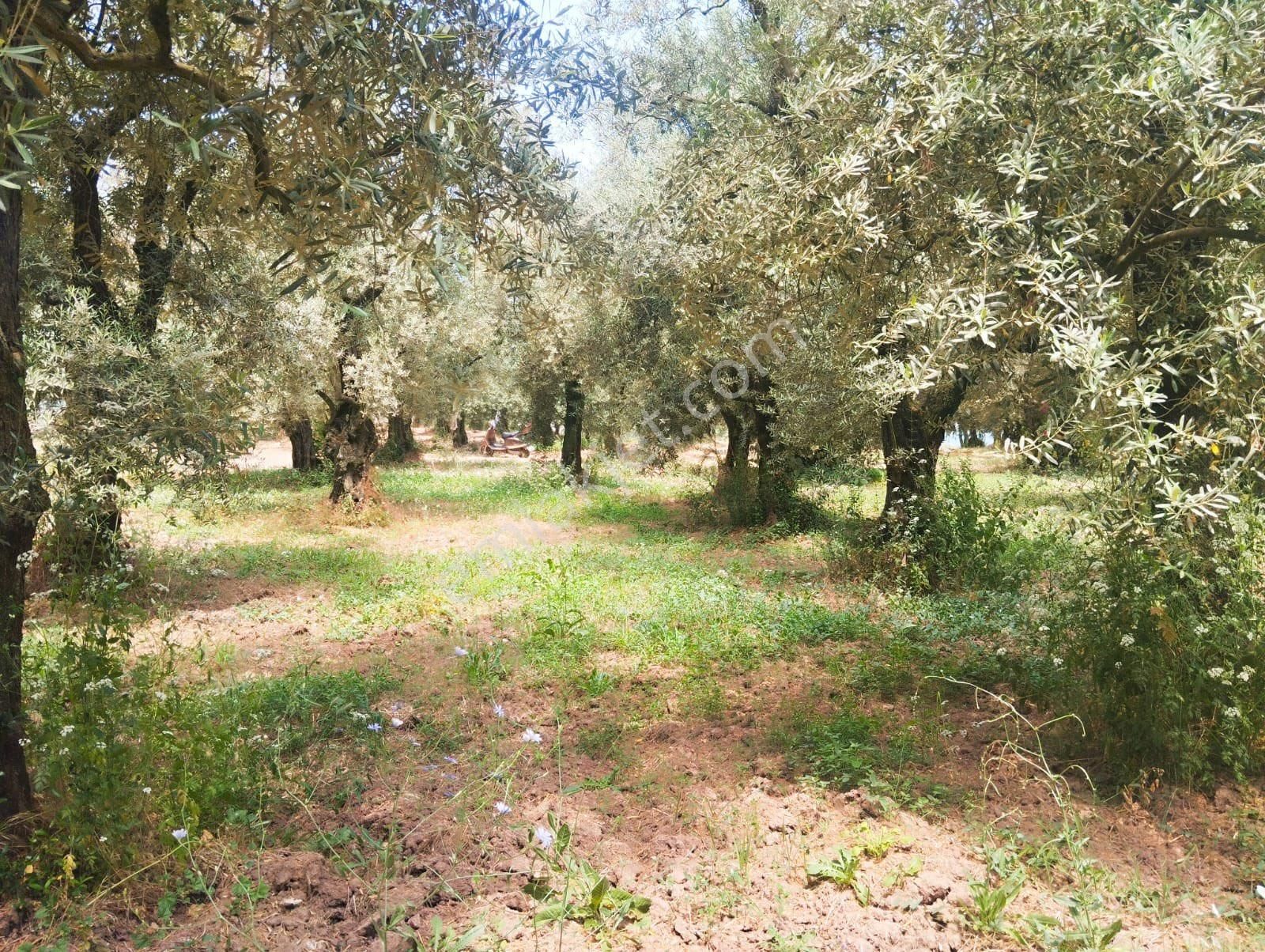 Beka Gayrimenkul'den Narlıca Köyünde Muhteşem Göl Manzaralı Köye Yakın 888 M² Zeytinlik - Görsel 17
