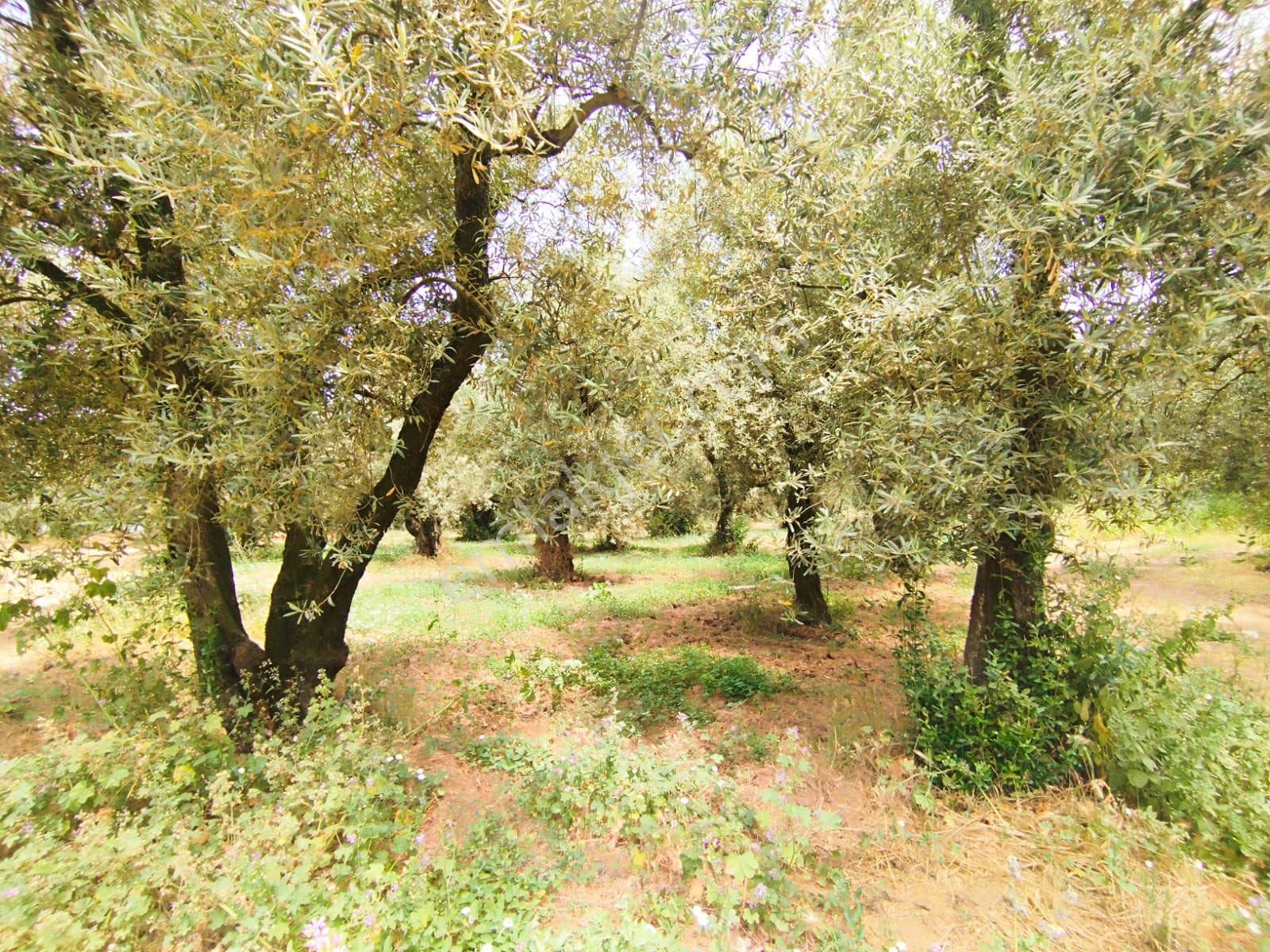 Beka Gayrimenkul'den Narlıca Köyünde Muhteşem Göl Manzaralı Köye Yakın 888 M² Zeytinlik - Görsel 14