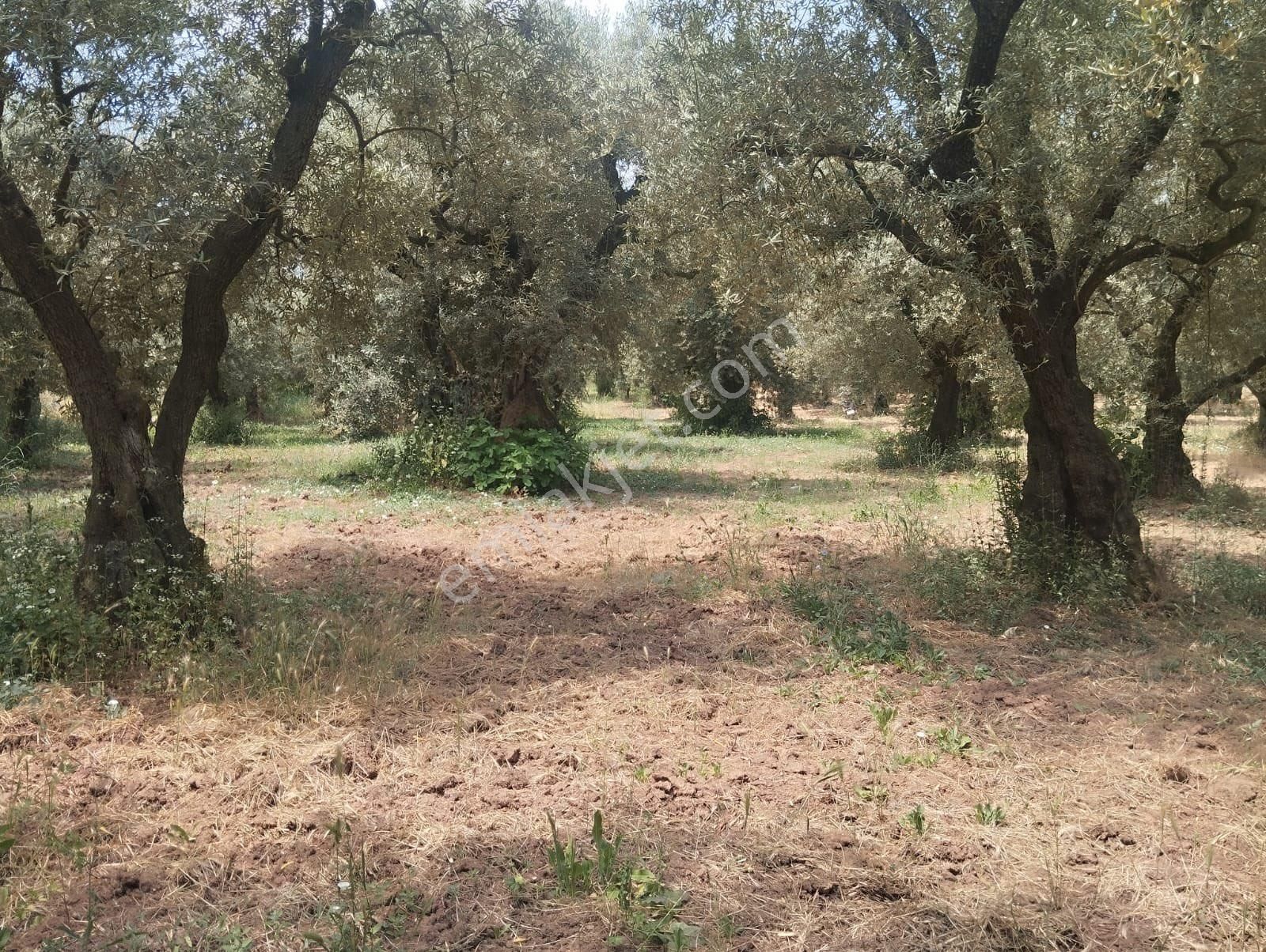 Beka Gayrimenkul'den Narlıca Köyünde Muhteşem Göl Manzaralı Köye Yakın 888 M² Zeytinlik - Görsel 6