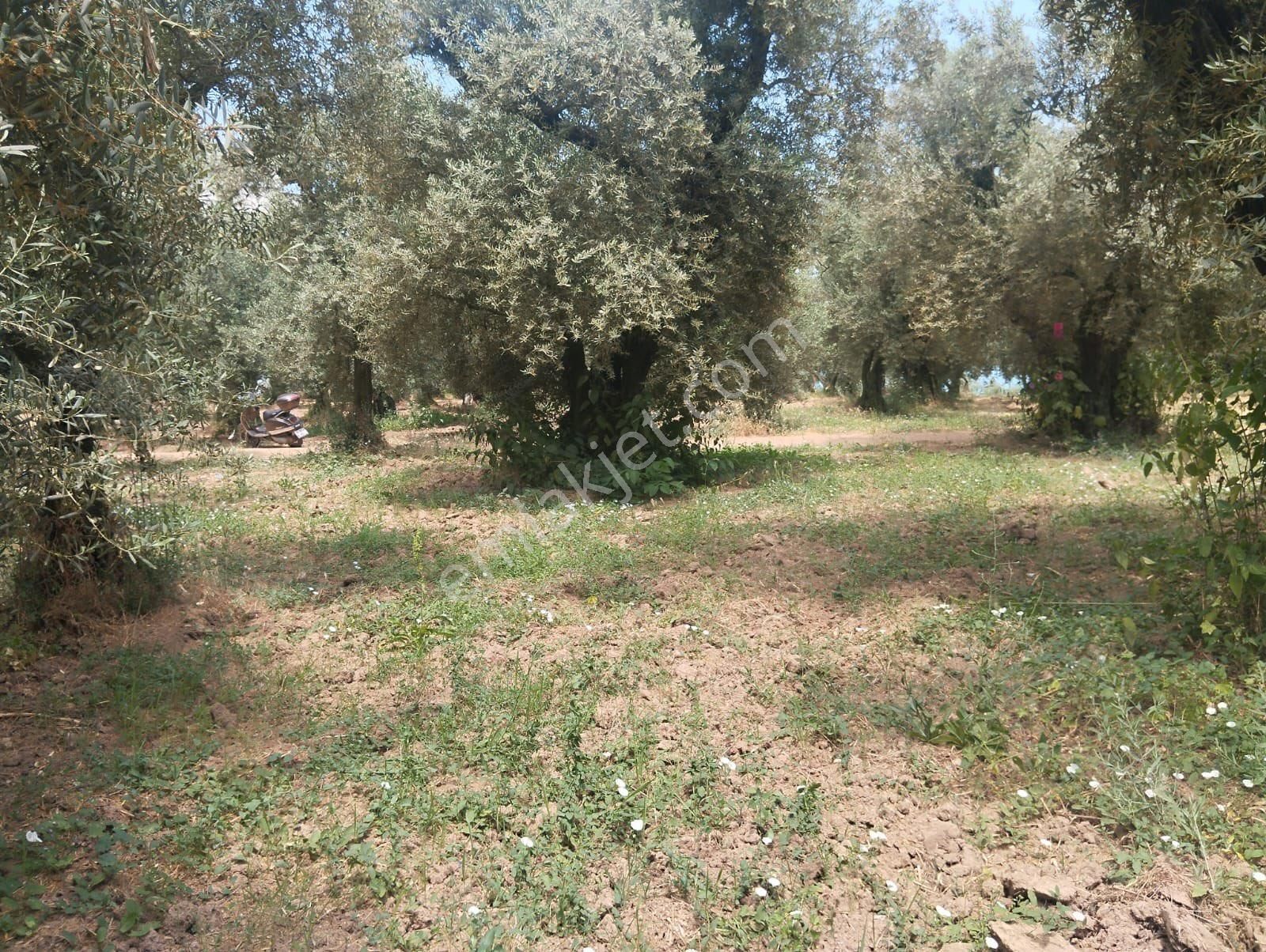 Beka Gayrimenkul'den Narlıca Köyünde Muhteşem Göl Manzaralı Köye Yakın 888 M² Zeytinlik - Görsel 16