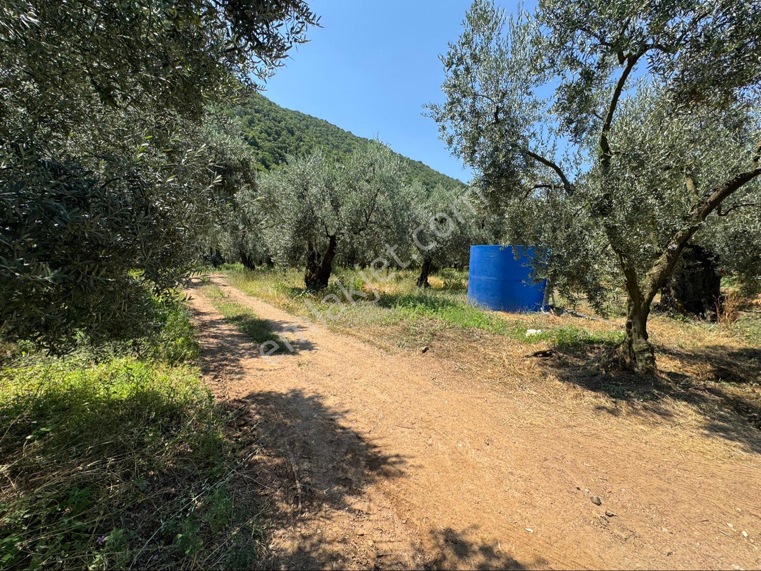 BEKA GAYRİMENKUL'DEN NARLICA KÖYÜNDE İMARA ÇOK YAKIN 888 M² ZEYTİNLİK - Görünüm 3