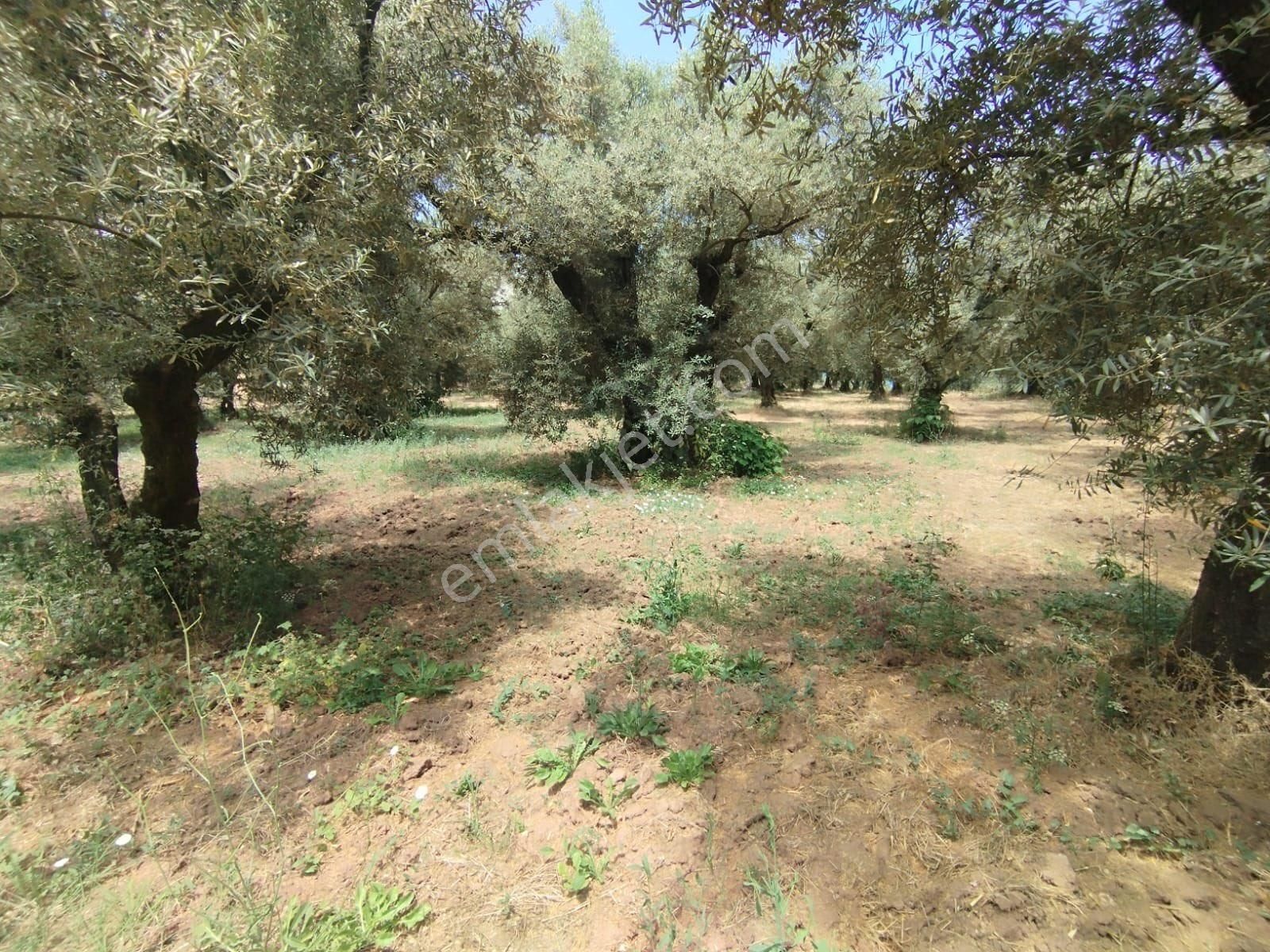 Beka Gayrimenkul'den Narlıca Köyünde Muhteşem Göl Manzaralı Köye Yakın 888 M² Zeytinlik - Görsel 13