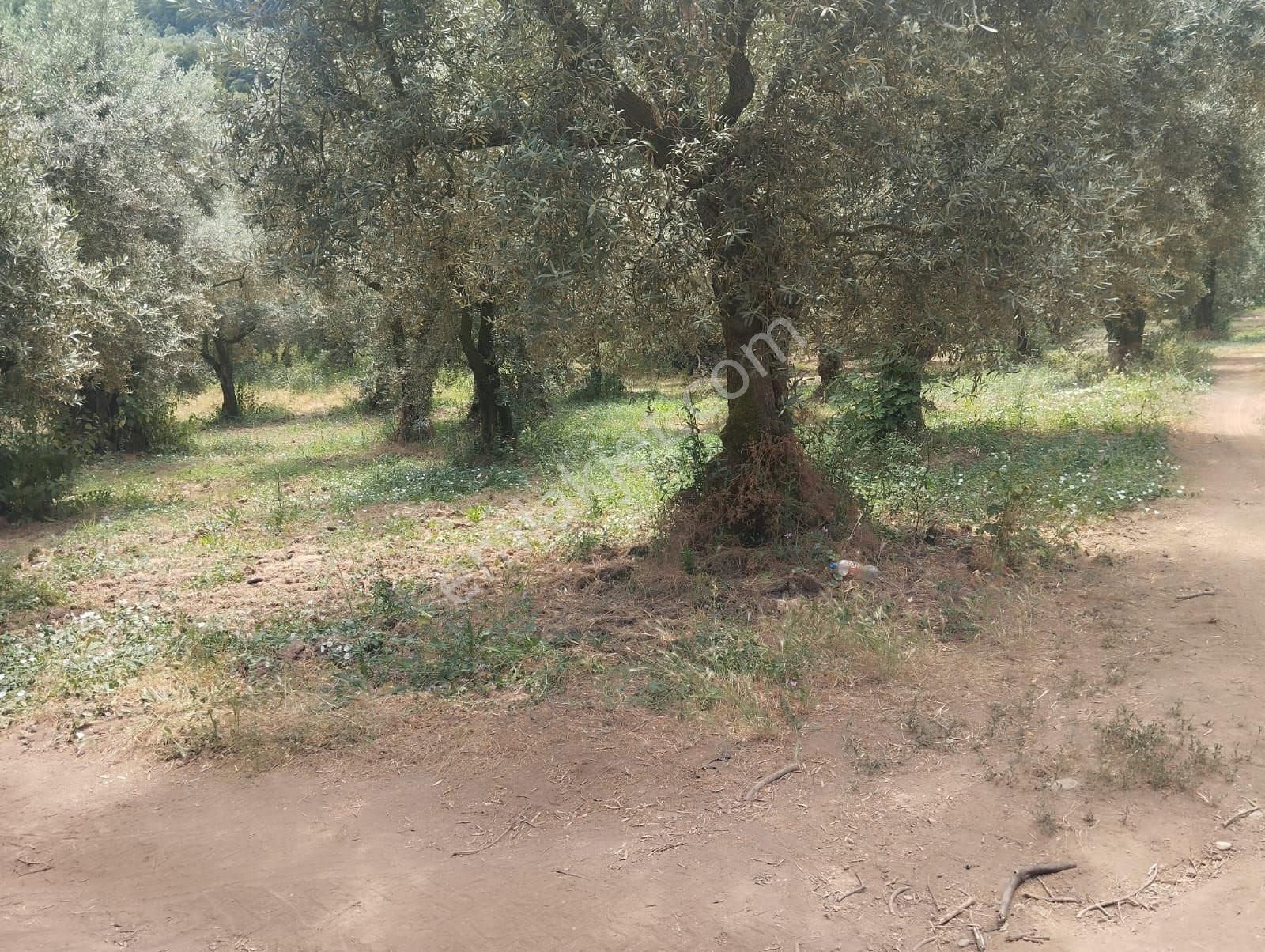 Beka Gayrimenkul'den Narlıca Köyünde Muhteşem Göl Manzaralı Köye Yakın 888 M² Zeytinlik - Görsel 19