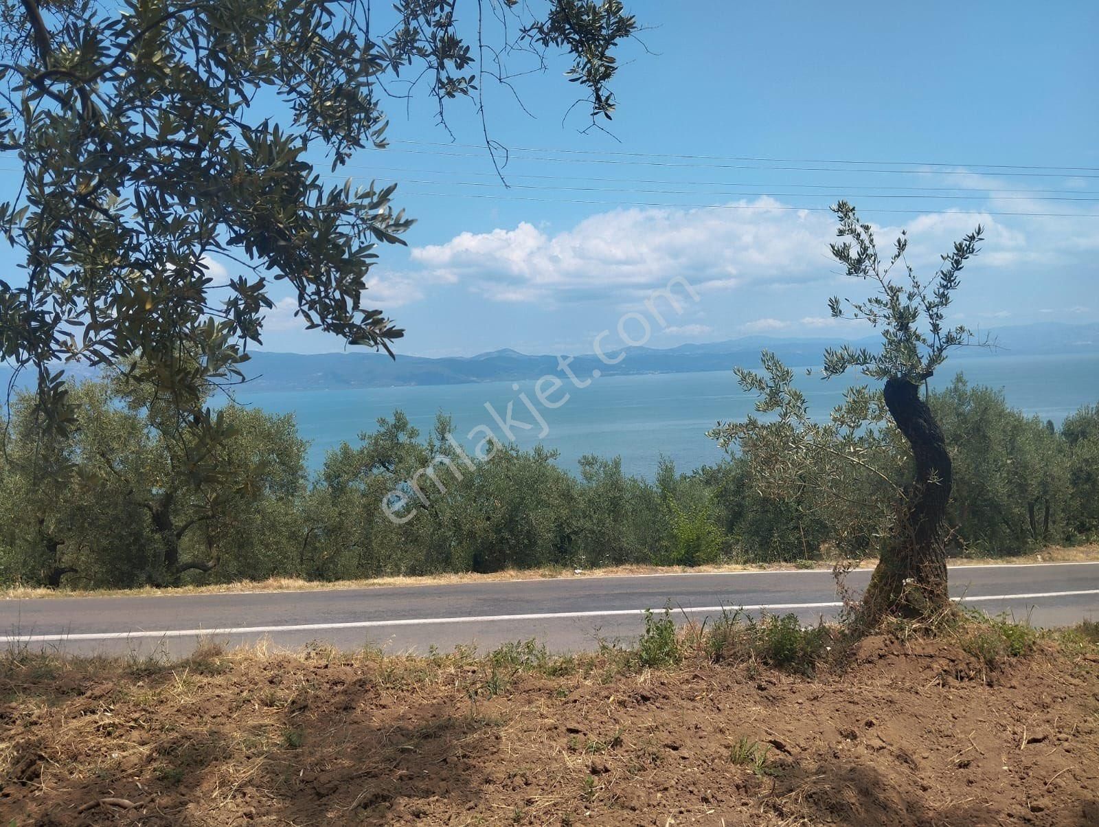 Beka Gayrimenkul'den Narlıca Köyünde Muhteşem Göl Manzaralı Köye Yakın 888 M² Zeytinlik - Görsel 2
