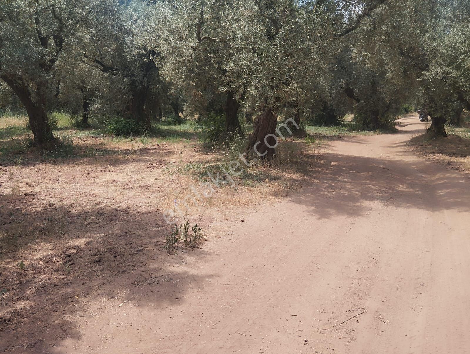 Beka Gayrimenkul'den Narlıca Köyünde Muhteşem Göl Manzaralı Köye Yakın 888 M² Zeytinlik - Görsel 5