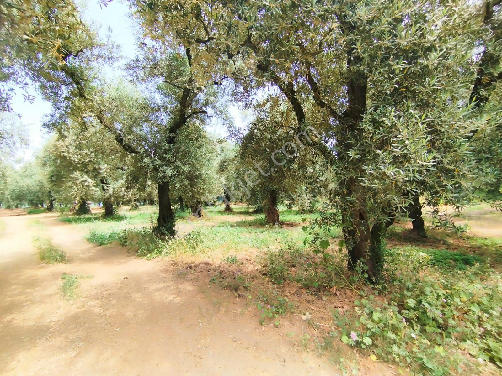 Beka Gayrimenkul'den Narlıca Köyünde Muhteşem Göl Manzaralı Köye Yakın 888 M² Zeytinlik - Görsel 9
