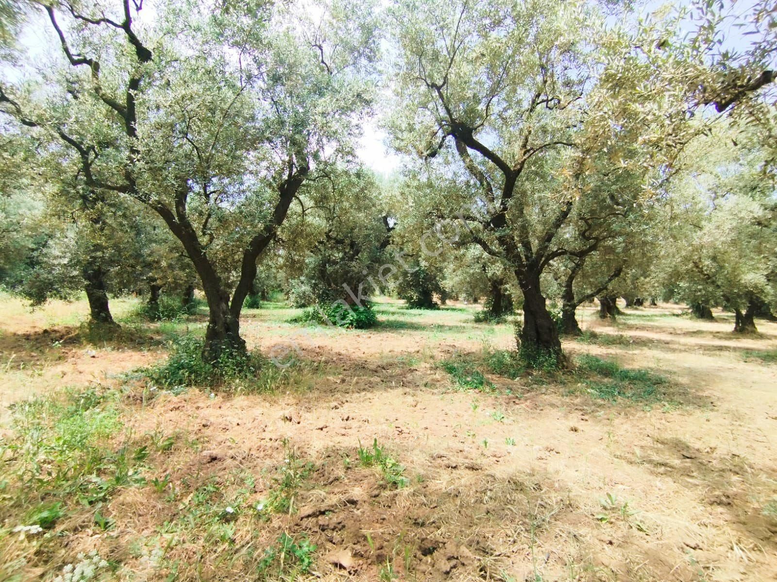 Beka Gayrimenkul'den Narlıca Köyünde Muhteşem Göl Manzaralı Köye Yakın 888 M² Zeytinlik - Görsel 7