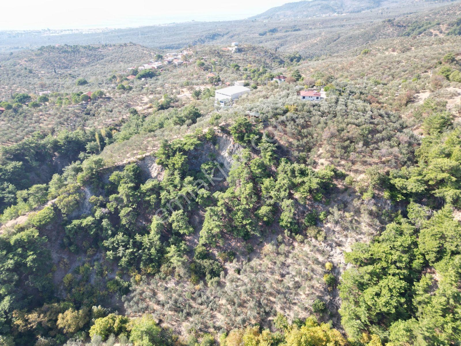 Poyraz Gayrimenkul'den Kavlaklar'da Deniz Manzaralı 20dönüm Zeytinlik - Görsel 19