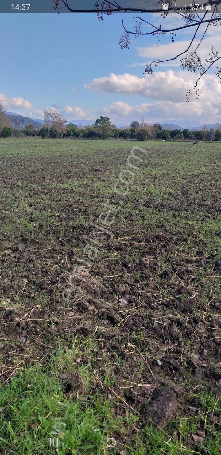Muğla Köyceğiz Köyceğiz Mahallesinde 11 450 M2 Satılık Tarla