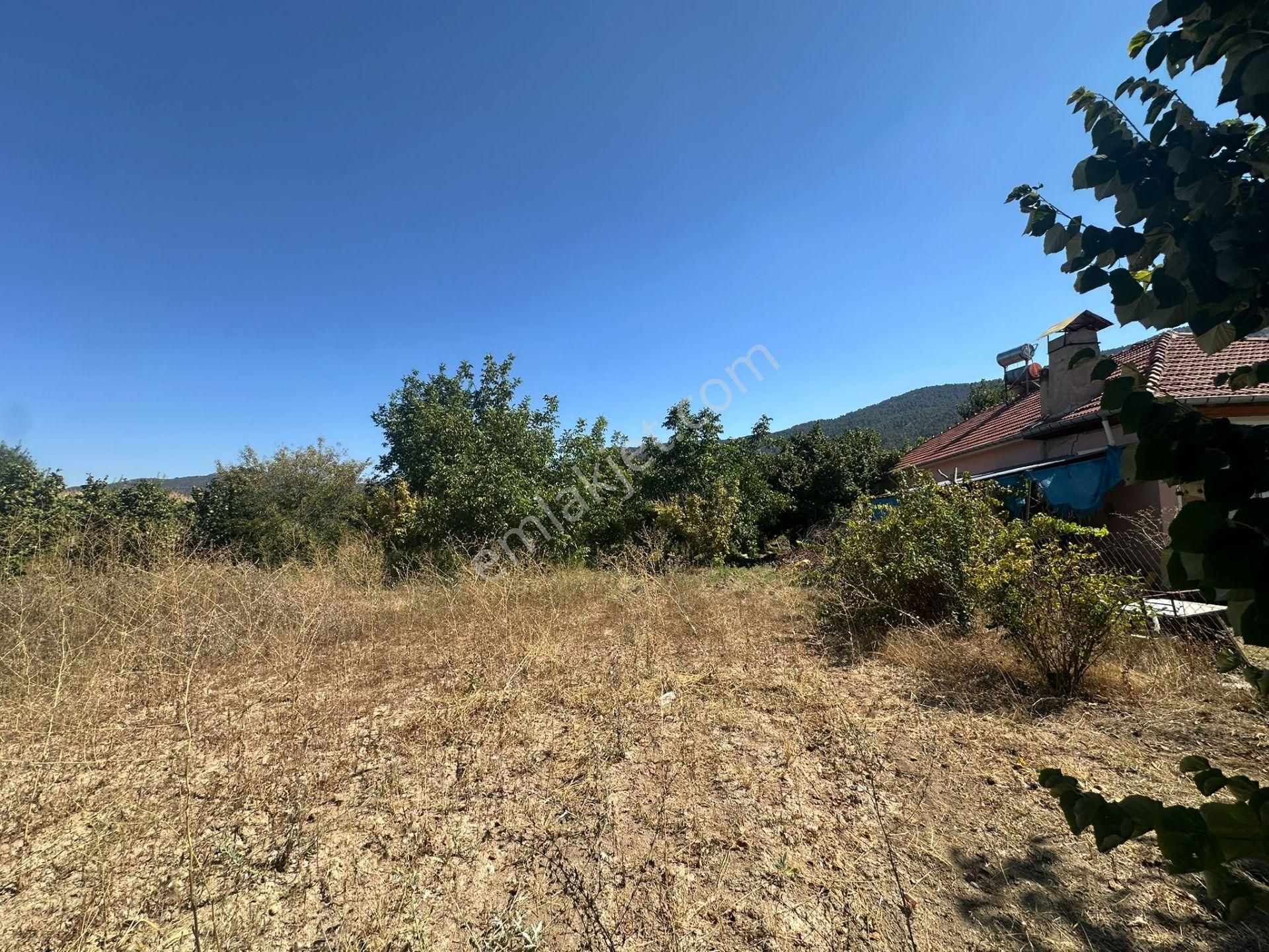 Denizli Çameli De Anayol Kenarı 3070 M2 Ceviz Bahçesi Satılık - Görsel 9