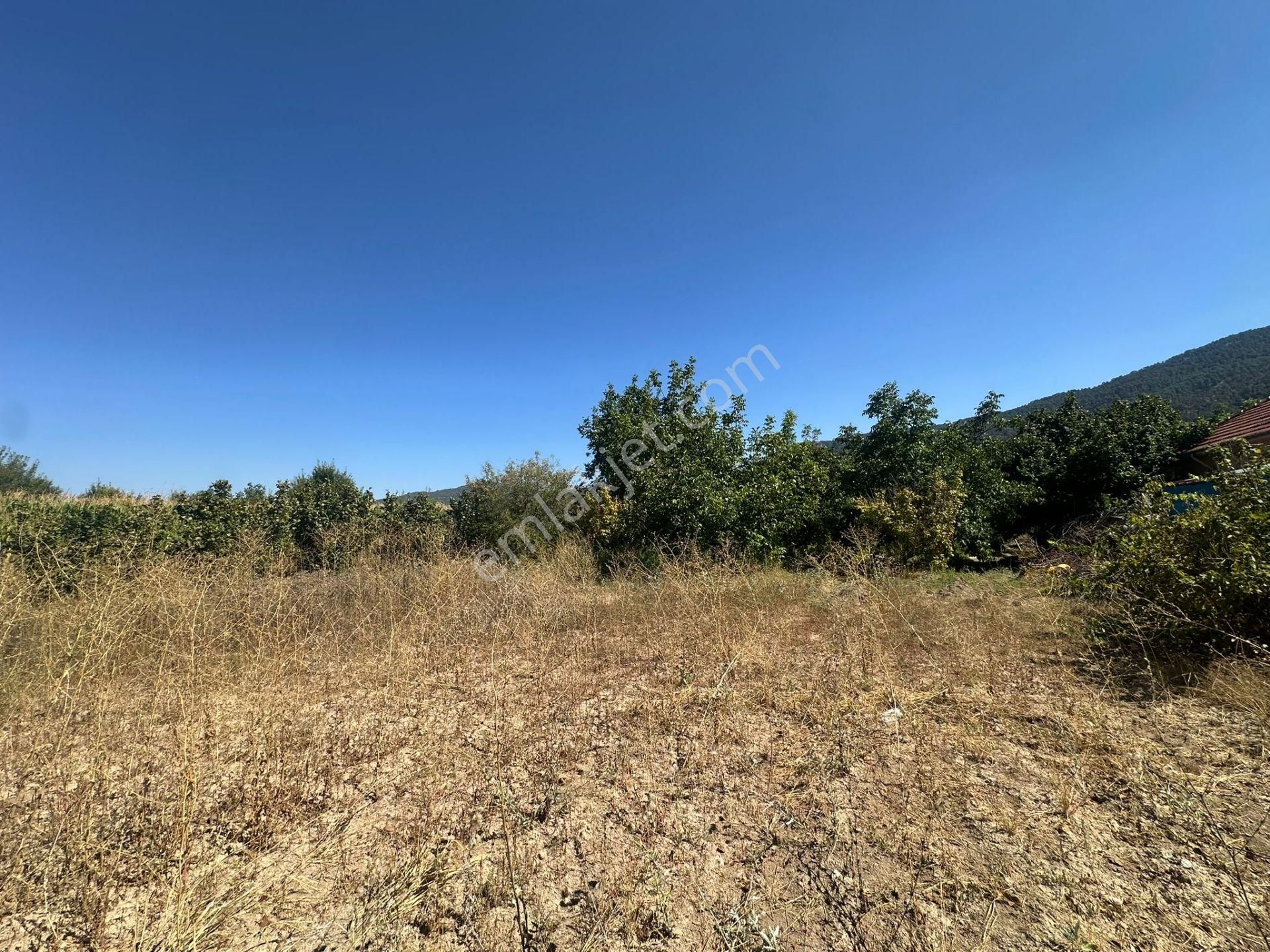 Denizli Çameli De Anayol Kenarı 3070 M2 Ceviz Bahçesi Satılık - Görsel 10