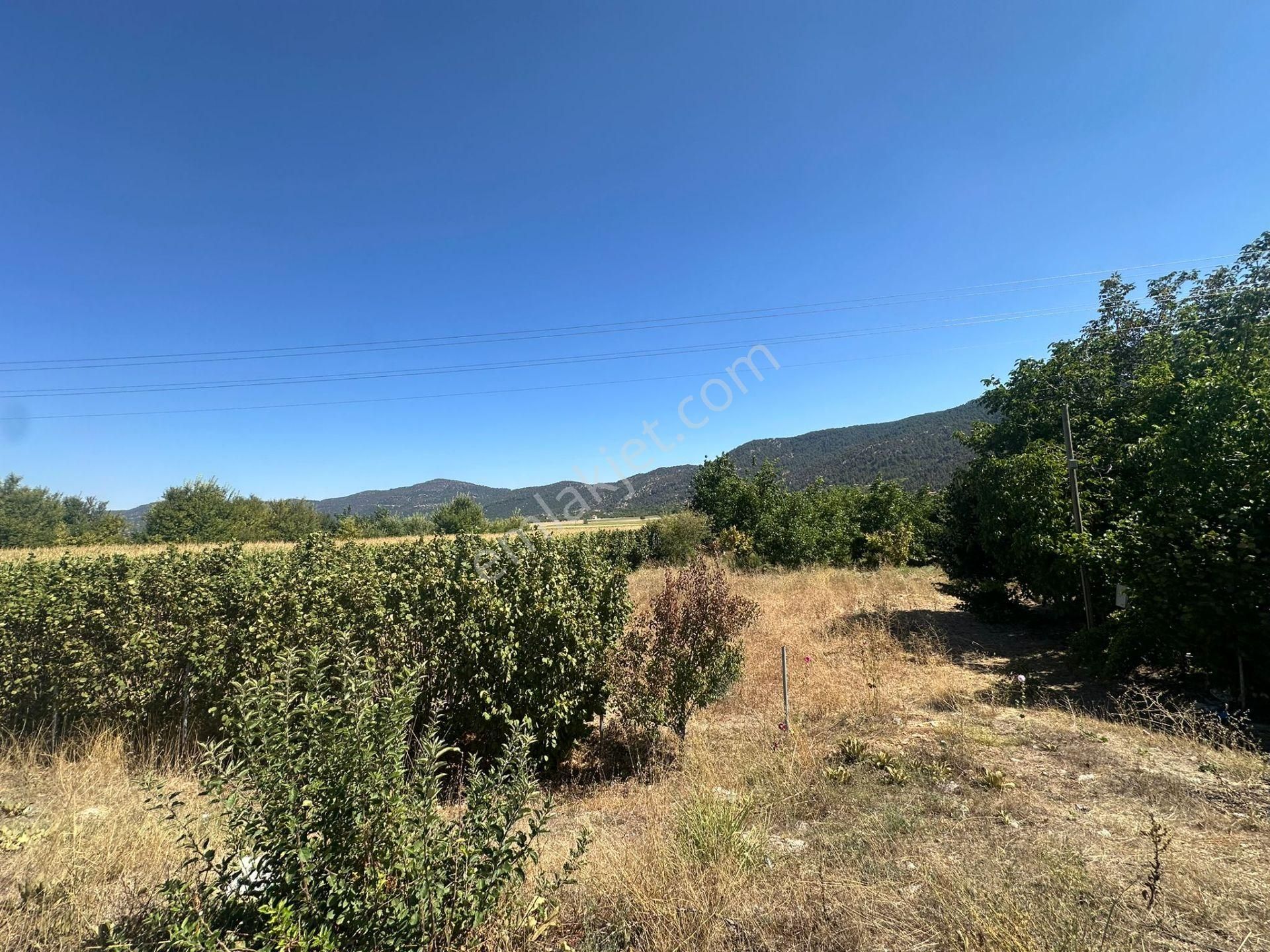 Denizli Çameli De Anayol Kenarı 3070 M2 Ceviz Bahçesi Satılık - Görsel 5