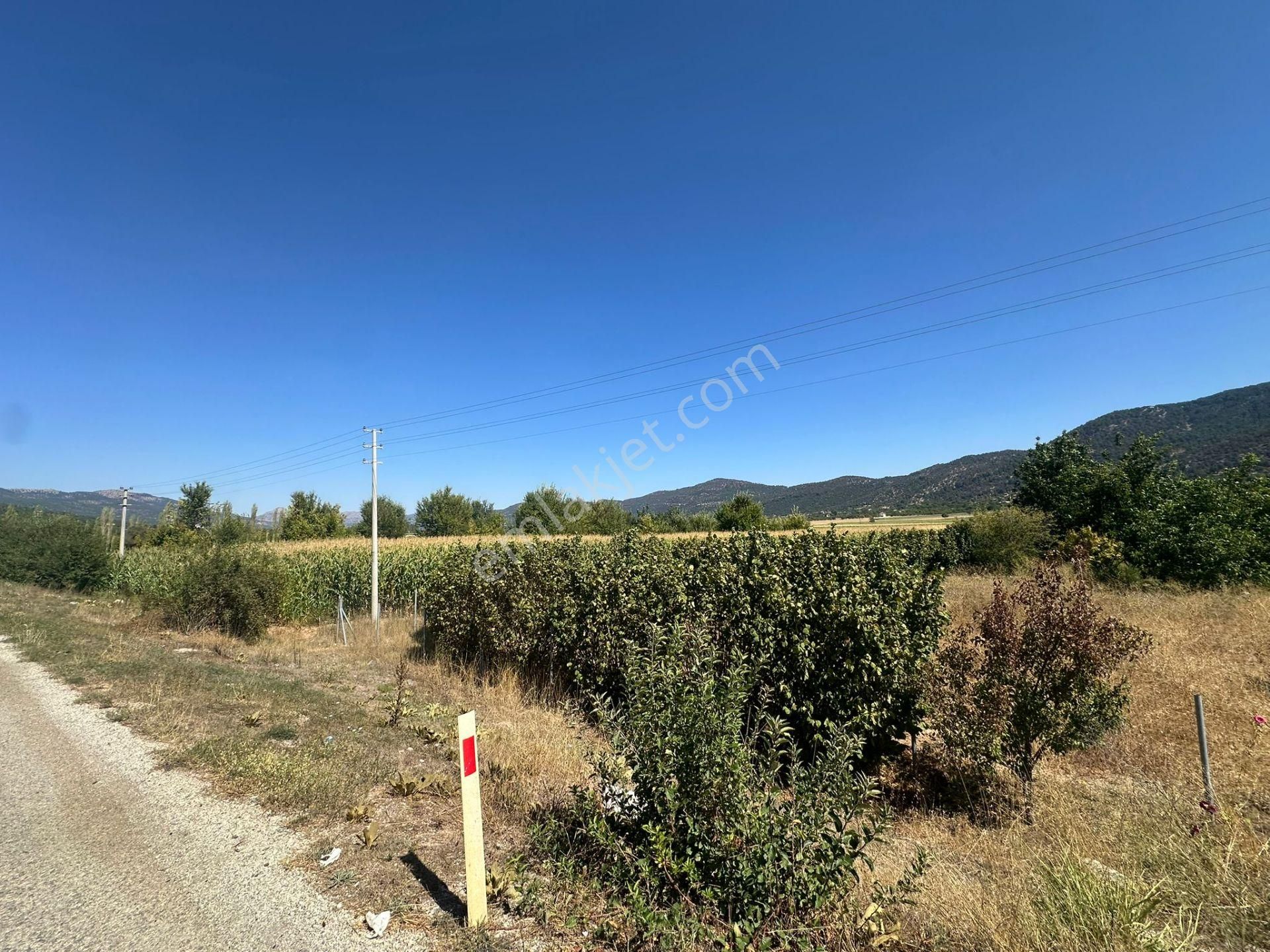 Denizli Çameli De Anayol Kenarı 3070 M2 Ceviz Bahçesi Satılık - Görsel 8