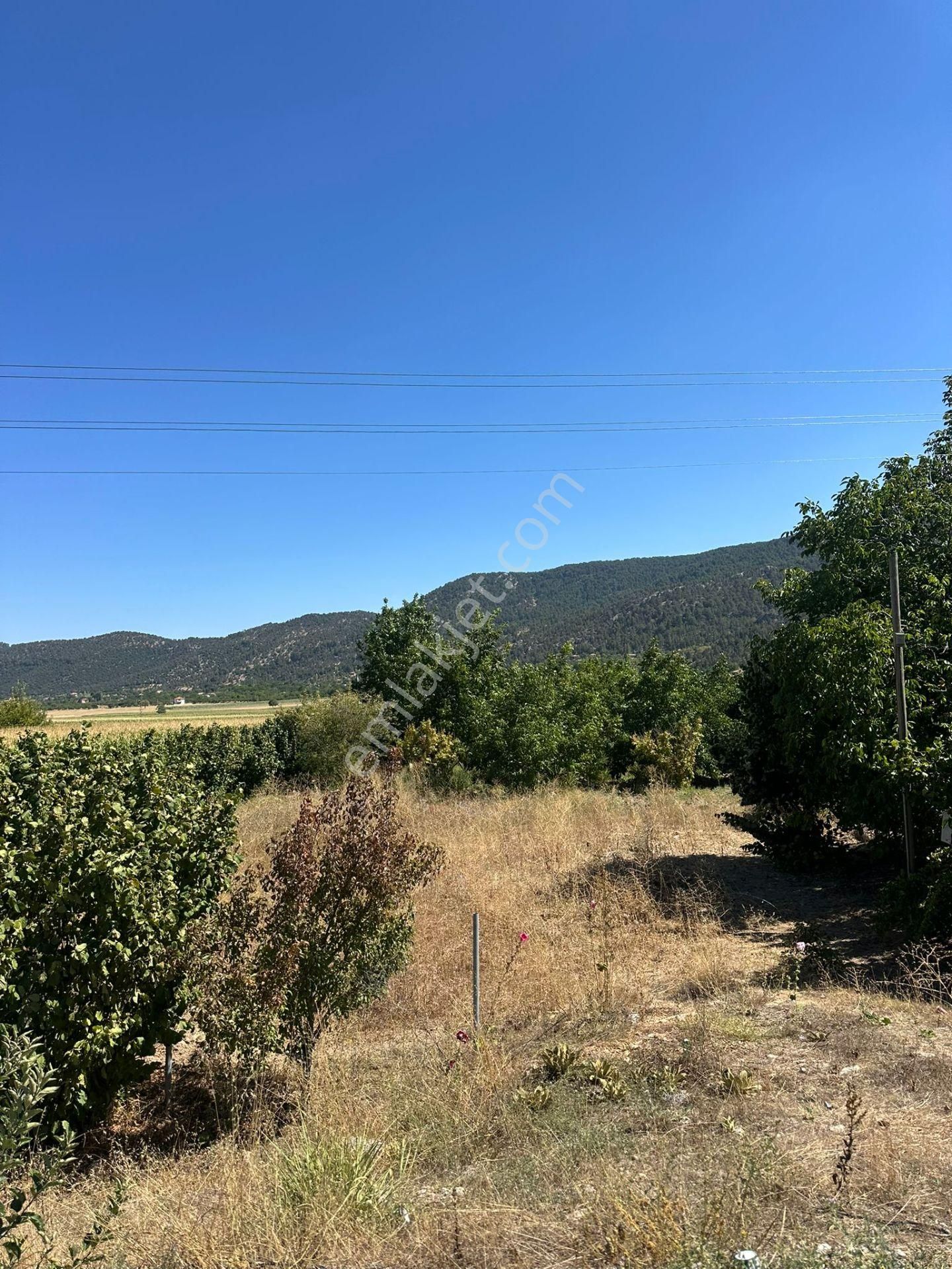 Denizli Çameli De Anayol Kenarı 3070 M2 Ceviz Bahçesi Satılık