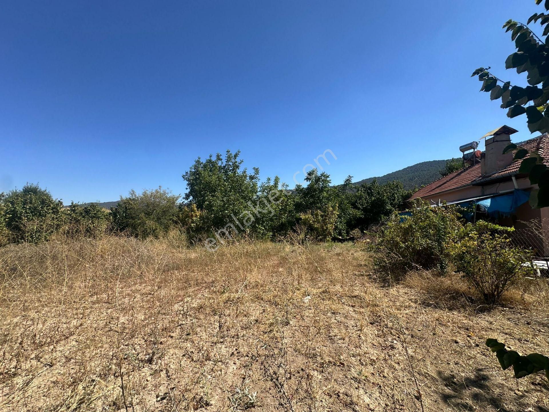 Denizli Çameli De Anayol Kenarı 3070 M2 Ceviz Bahçesi Satılık - Görsel 7