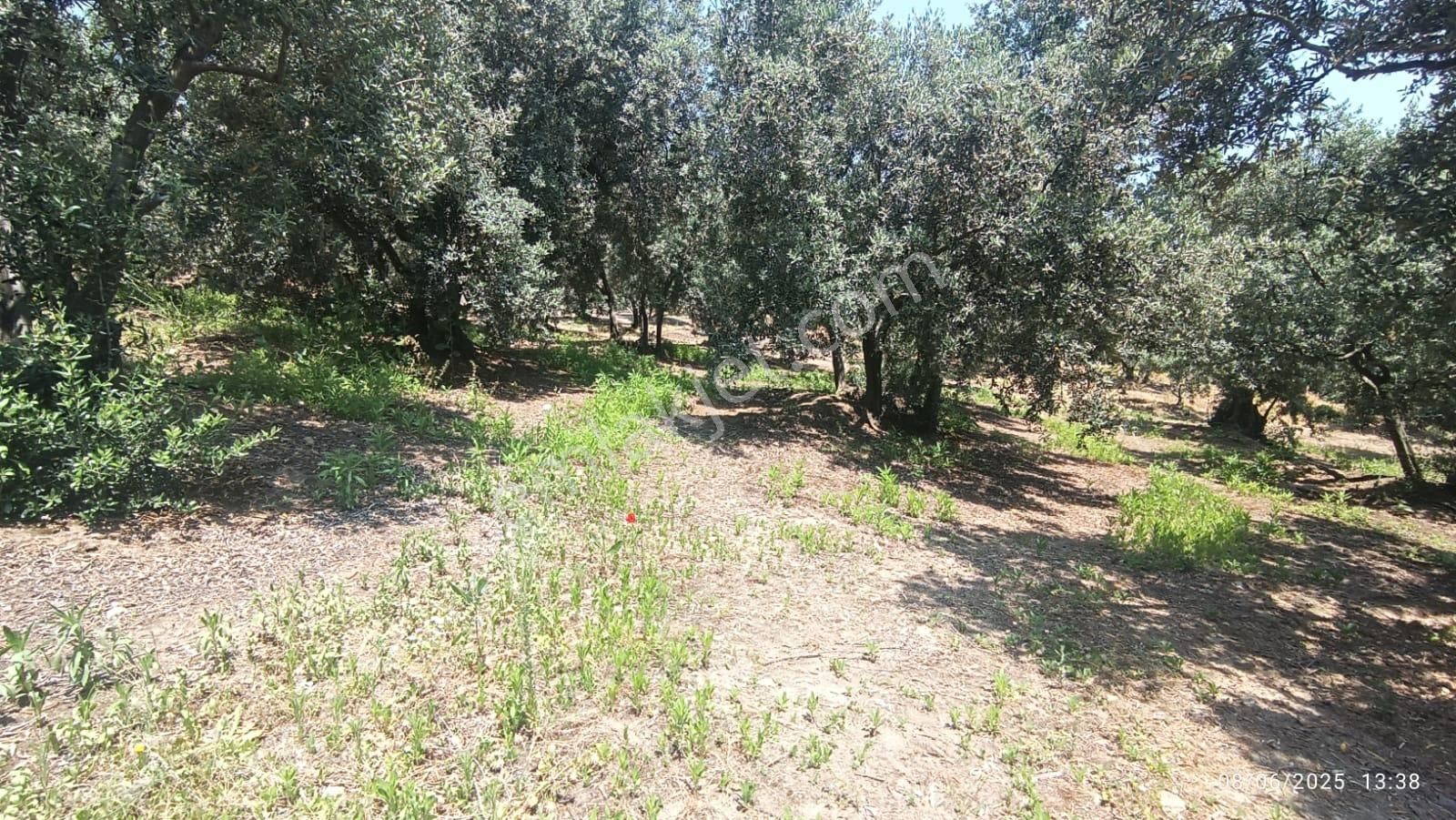 Balıkesir Erdek Hamamlı Mah. 5927 M2 Satılık Zeytinlik Deniz Manzaralı - Görsel 22