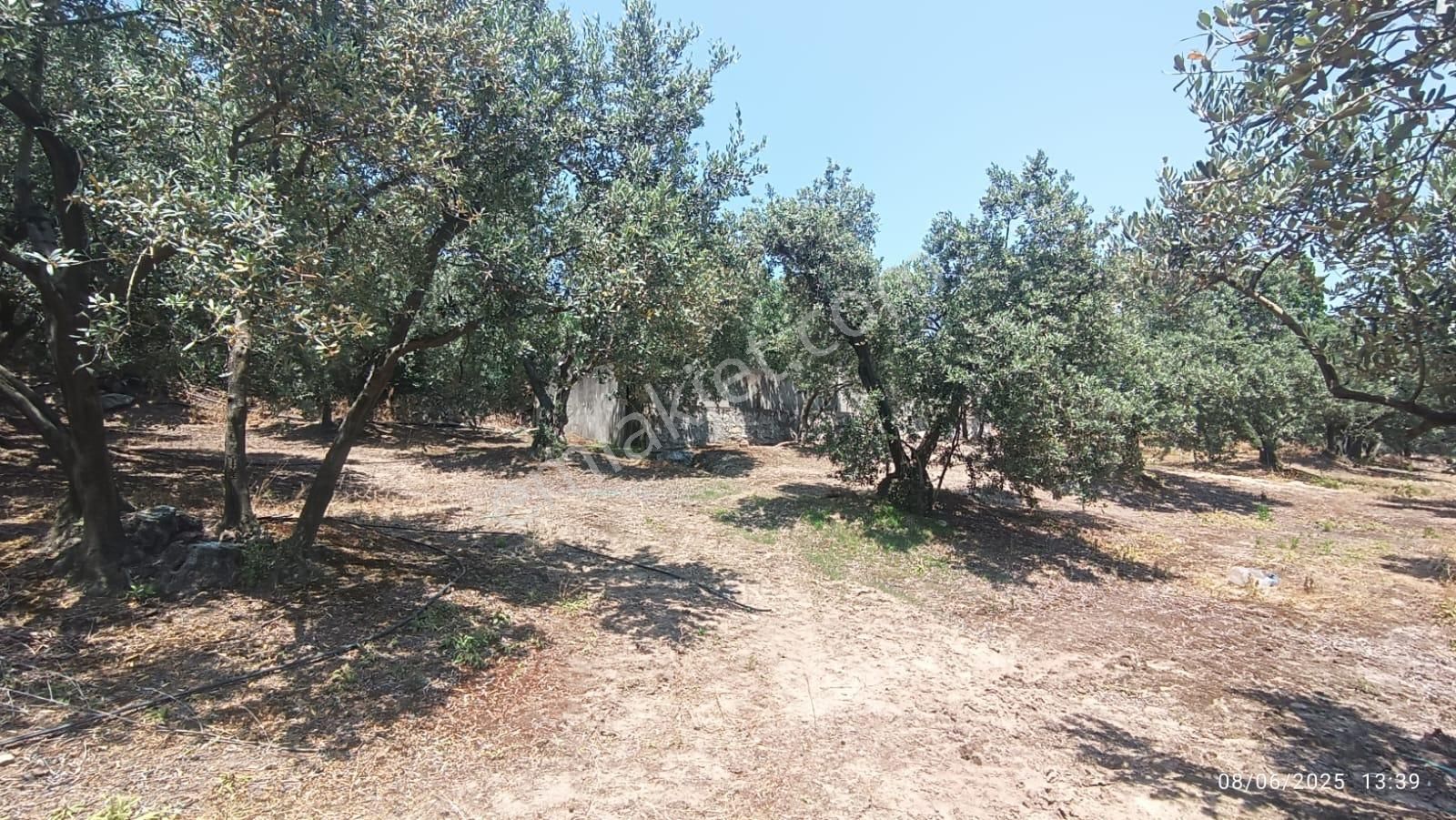 Balıkesir Erdek Hamamlı Mah. 5927 M2 Satılık Zeytinlik Deniz Manzaralı - Görsel 16