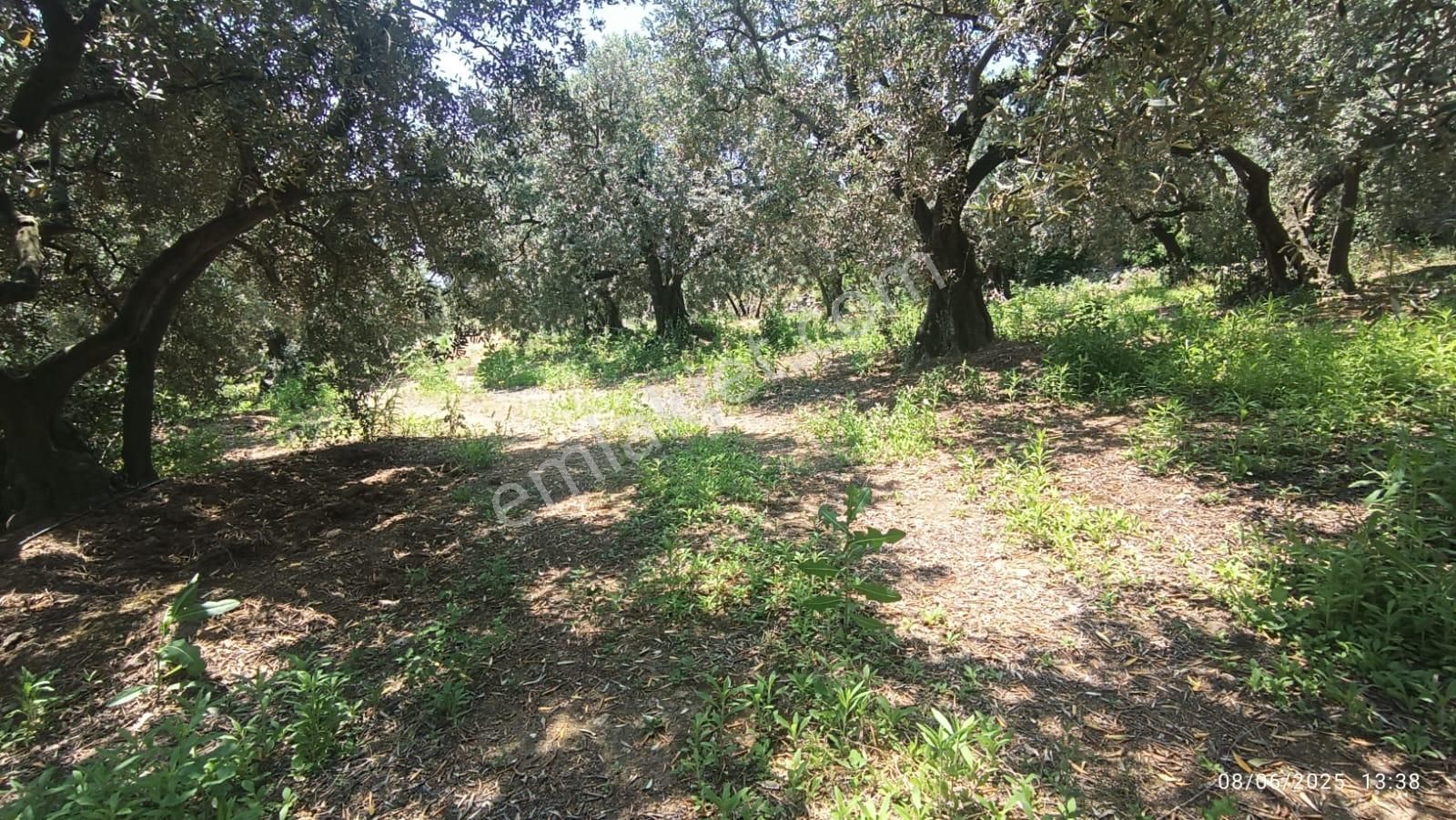 Balıkesir Erdek Hamamlı Mah. 5927 M2 Satılık Zeytinlik Deniz Manzaralı - Görsel 19