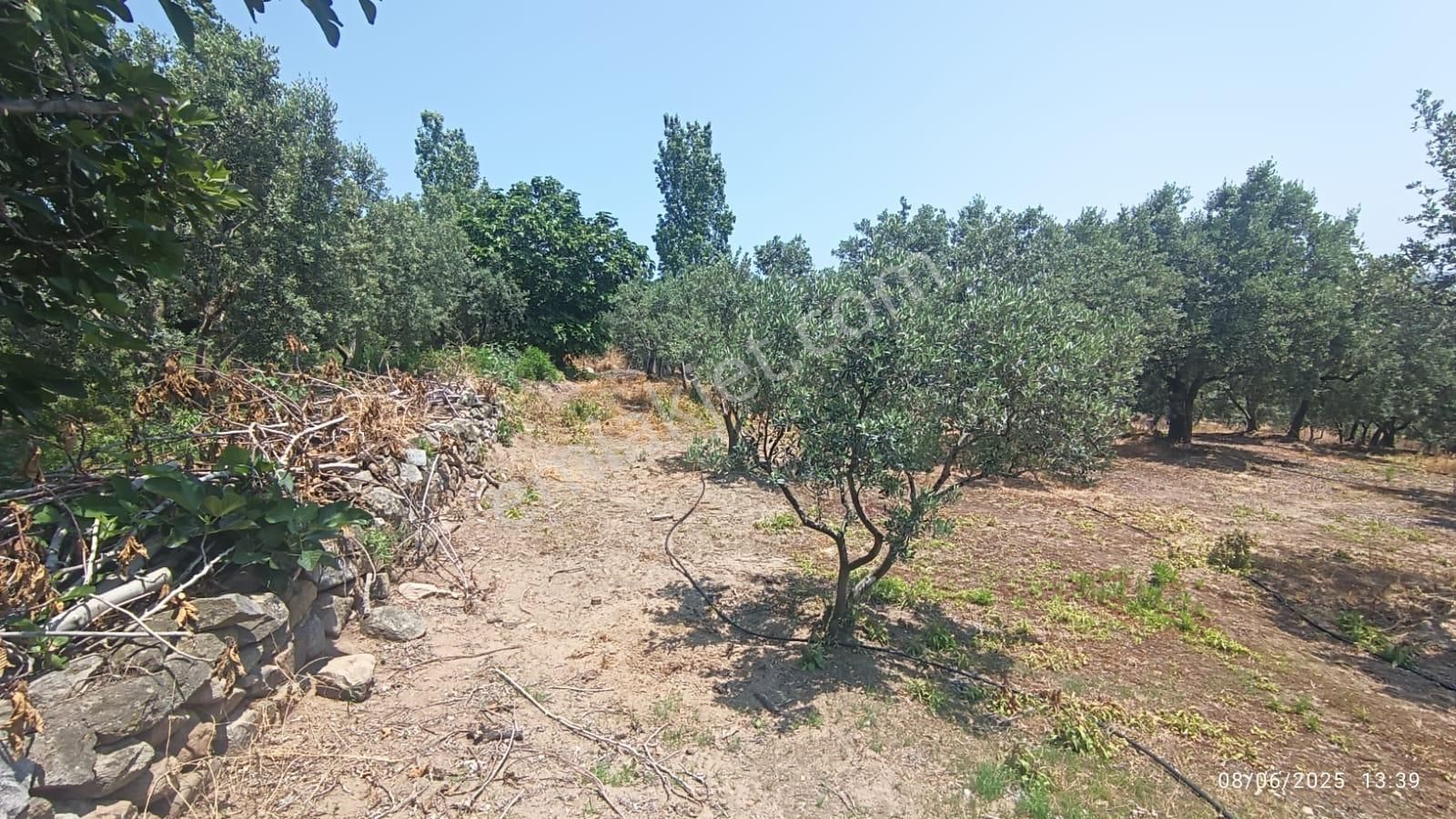 Balıkesir Erdek Hamamlı Mah. 5927 M2 Satılık Zeytinlik Deniz Manzaralı - Görsel 11