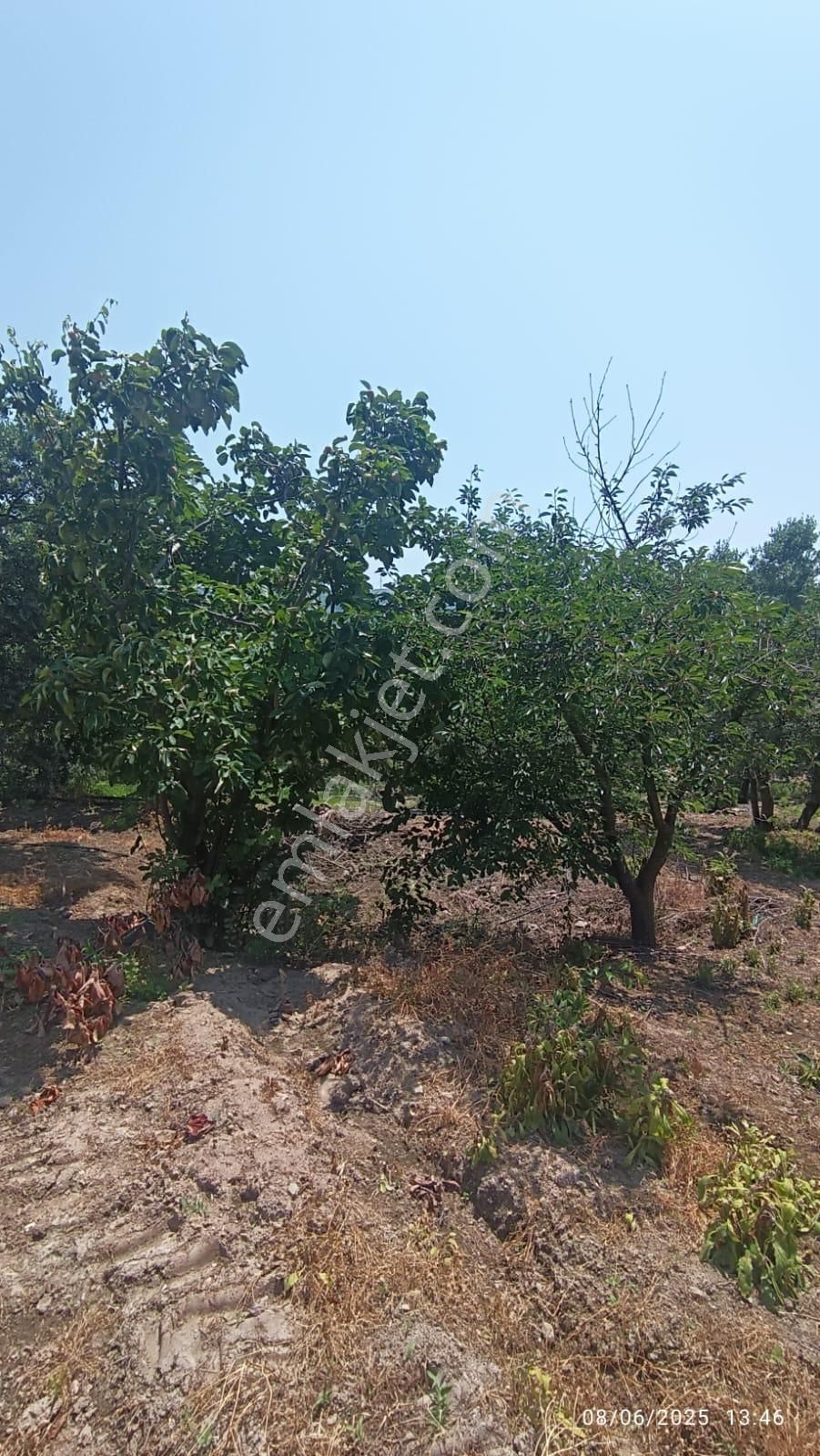 Balıkesir Erdek Hamamlı Mah. 5927 M2 Satılık Zeytinlik Deniz Manzaralı - Görsel 5