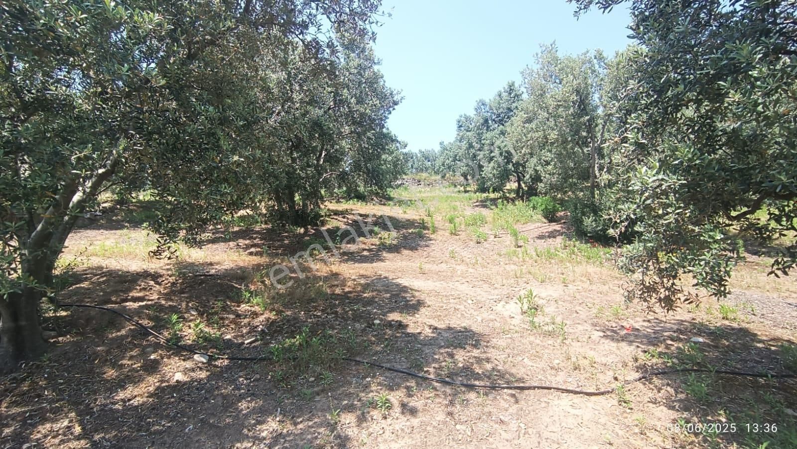 Balıkesir Erdek Hamamlı Mah. 5927 M2 Satılık Zeytinlik Deniz Manzaralı - Görsel 29