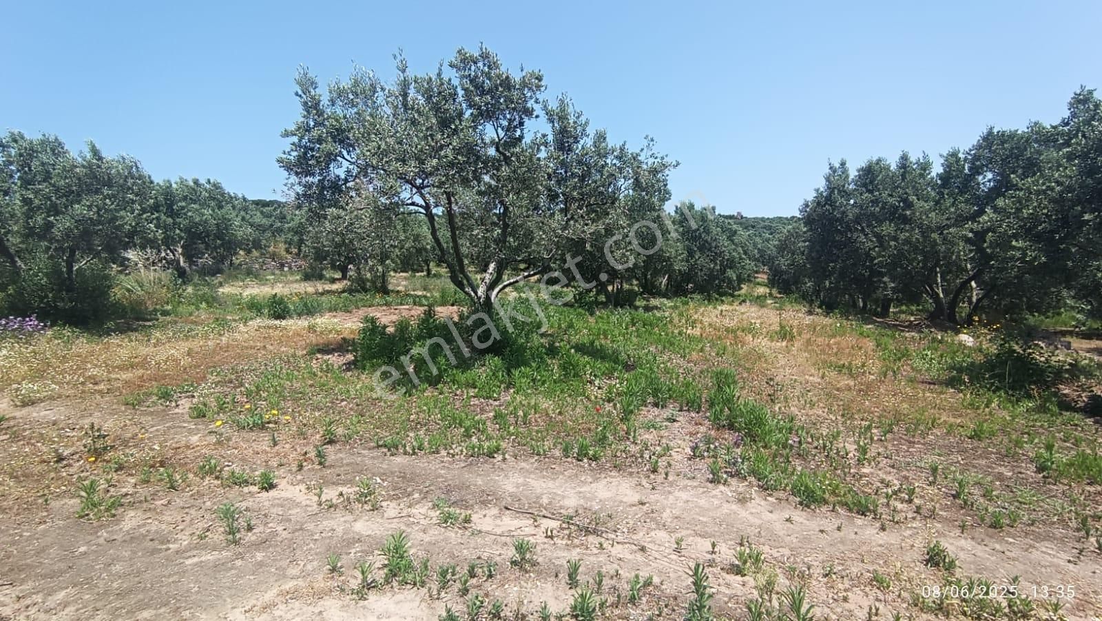 Balıkesir Erdek Hamamlı Mah. 5927 M2 Satılık Zeytinlik Deniz Manzaralı - Görsel 34