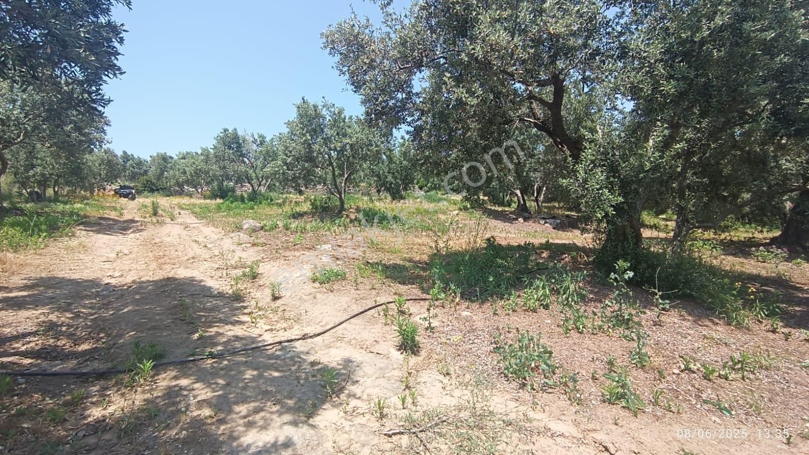 Balıkesir Erdek Hamamlı Mah. 5927 M2 Satılık Zeytinlik Deniz Manzaralı - Görsel 33