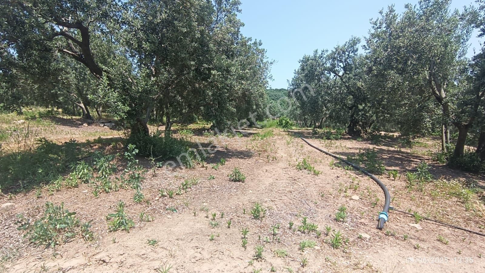 Balıkesir Erdek Hamamlı Mah. 5927 M2 Satılık Zeytinlik Deniz Manzaralı - Görsel 32