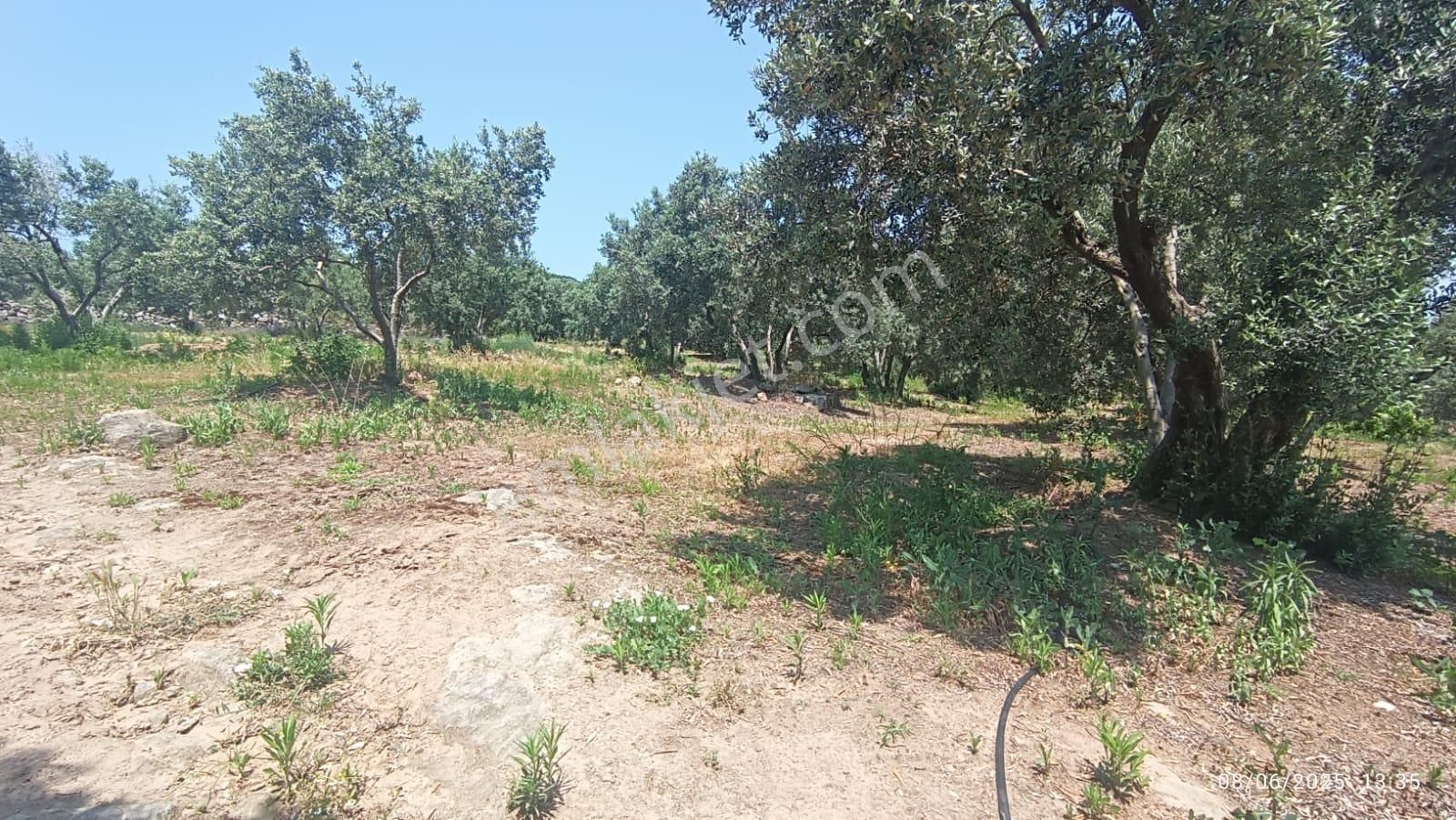 Balıkesir Erdek Hamamlı Mah. 5927 M2 Satılık Zeytinlik Deniz Manzaralı - Görsel 31