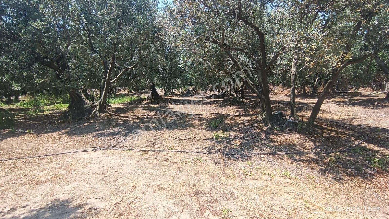 Balıkesir Erdek Hamamlı Mah. 5927 M2 Satılık Zeytinlik Deniz Manzaralı - Görsel 17