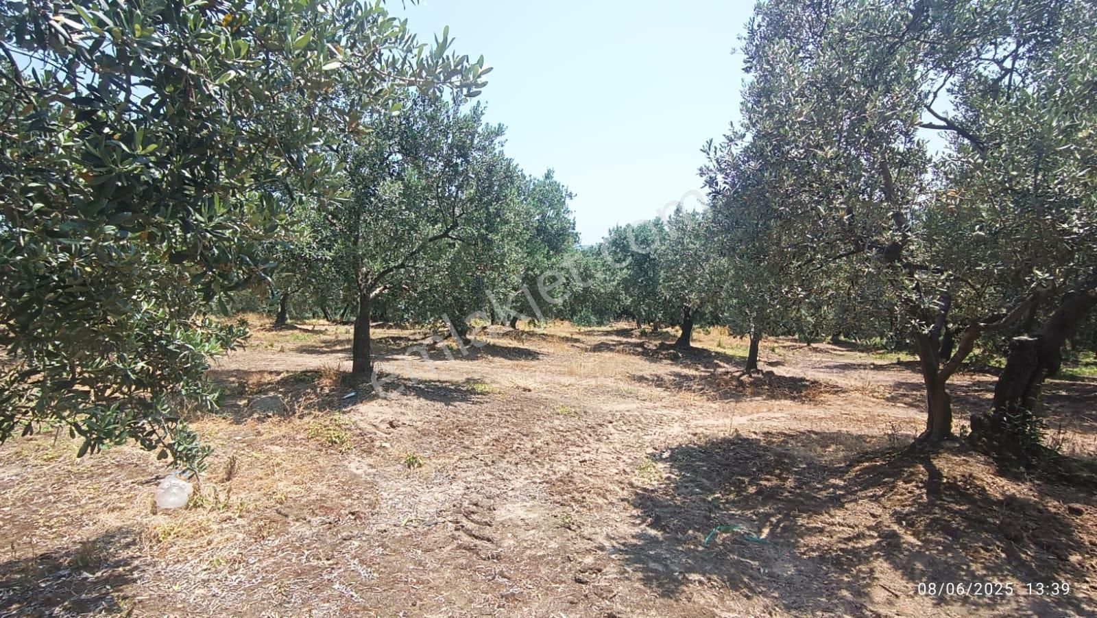 Balıkesir Erdek Hamamlı Mah. 5927 M2 Satılık Zeytinlik Deniz Manzaralı - Görsel 15