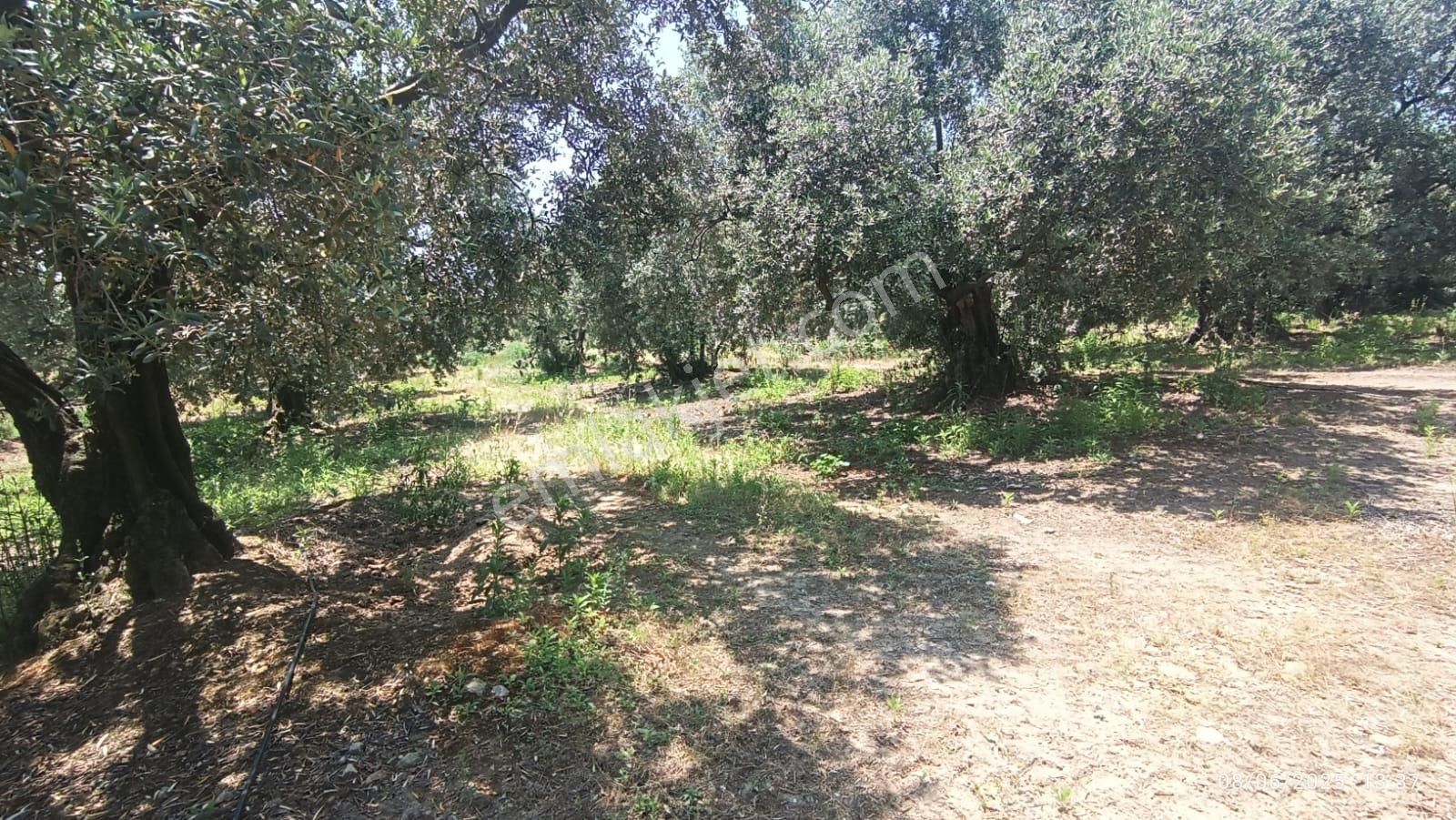 Balıkesir Erdek Hamamlı Mah. 5927 M2 Satılık Zeytinlik Deniz Manzaralı - Görsel 24