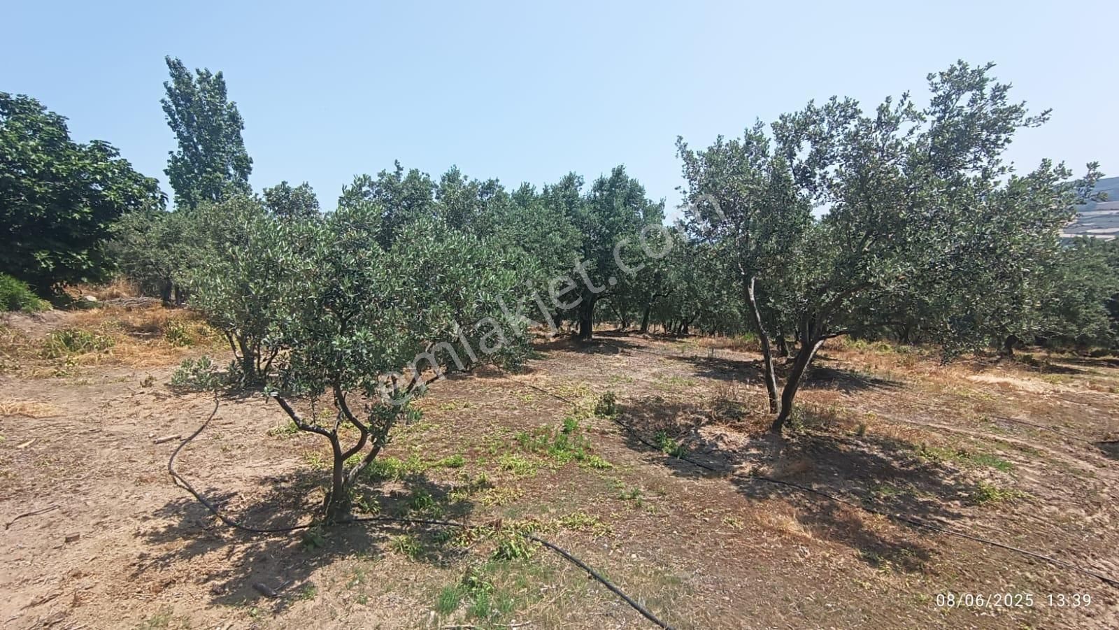 Balıkesir Erdek Hamamlı Mah. 5927 M2 Satılık Zeytinlik Deniz Manzaralı - Görsel 27