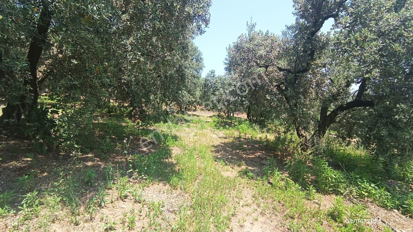 Balıkesir Erdek Hamamlı Mah. 5927 M2 Satılık Zeytinlik Deniz Manzaralı - Görsel 25