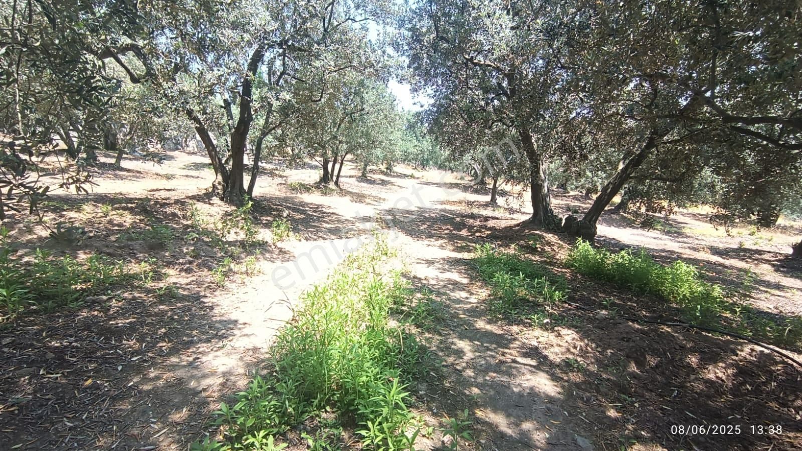 Balıkesir Erdek Hamamlı Mah. 5927 M2 Satılık Zeytinlik Deniz Manzaralı - Görsel 18