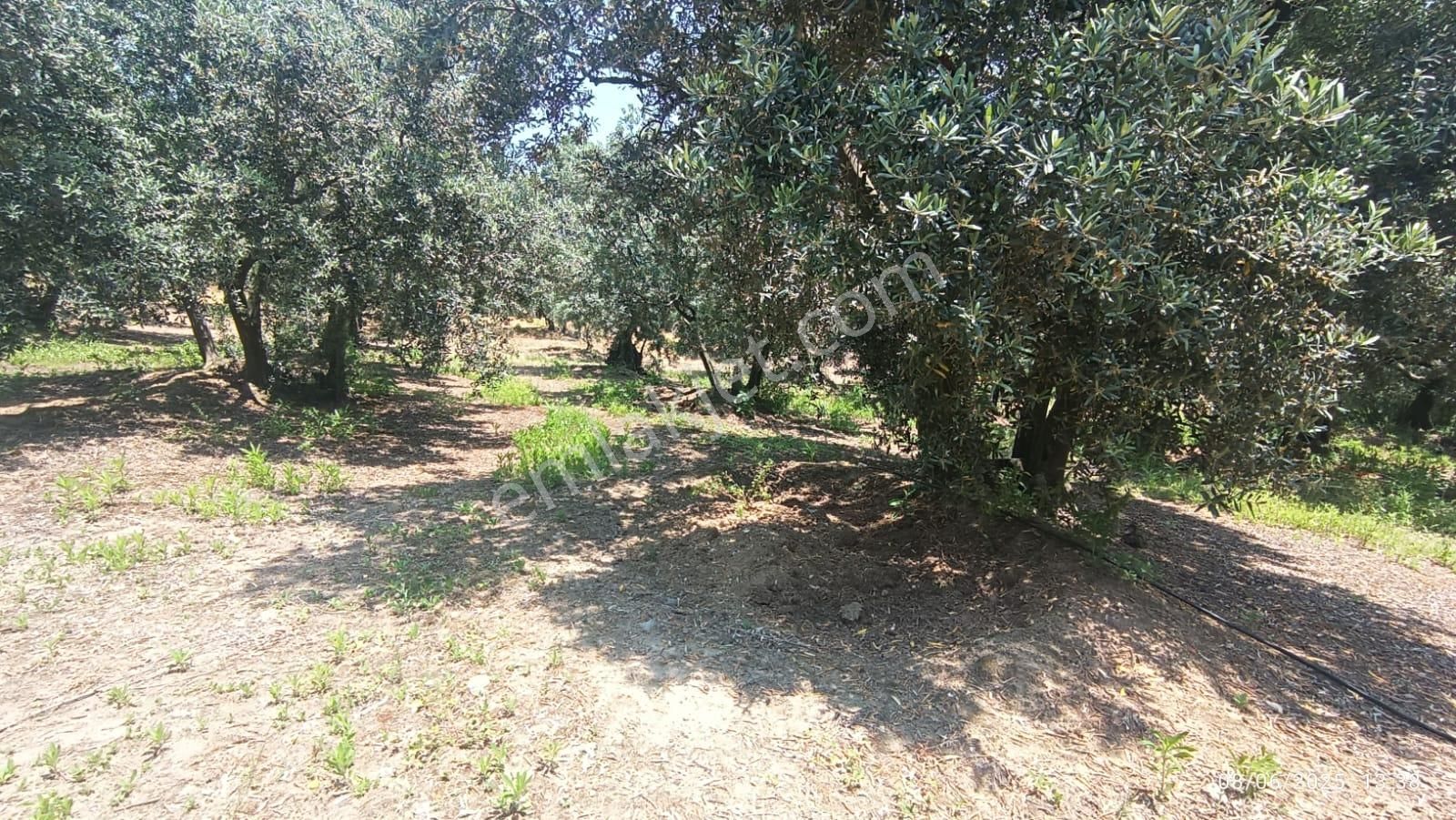 Balıkesir Erdek Hamamlı Mah. 5927 M2 Satılık Zeytinlik Deniz Manzaralı - Görsel 21