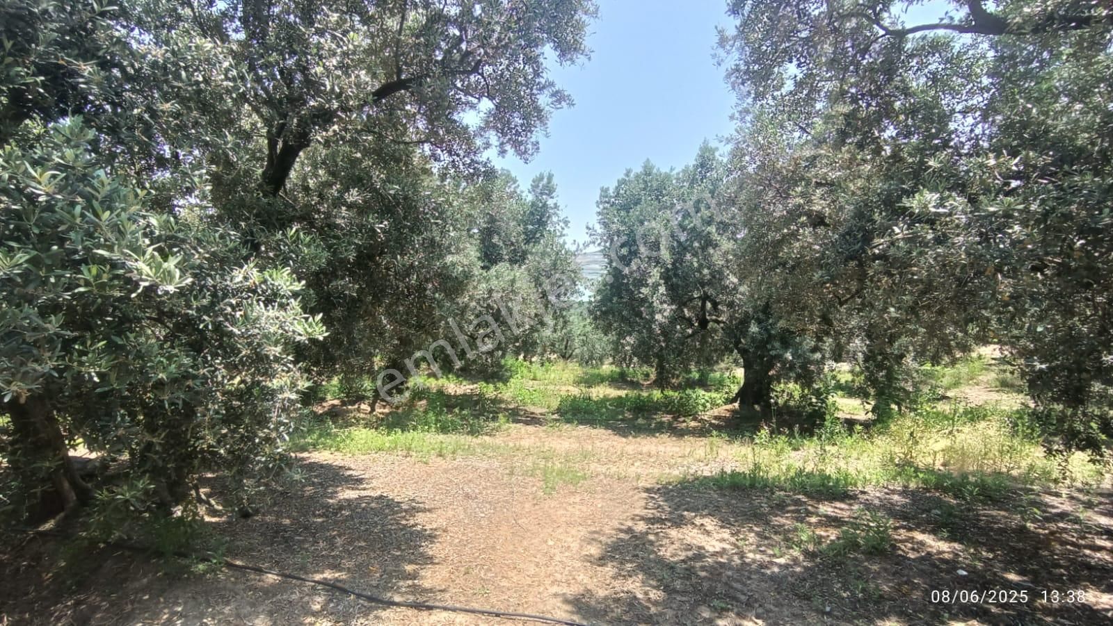 Balıkesir Erdek Hamamlı Mah. 5927 M2 Satılık Zeytinlik Deniz Manzaralı - Görsel 20