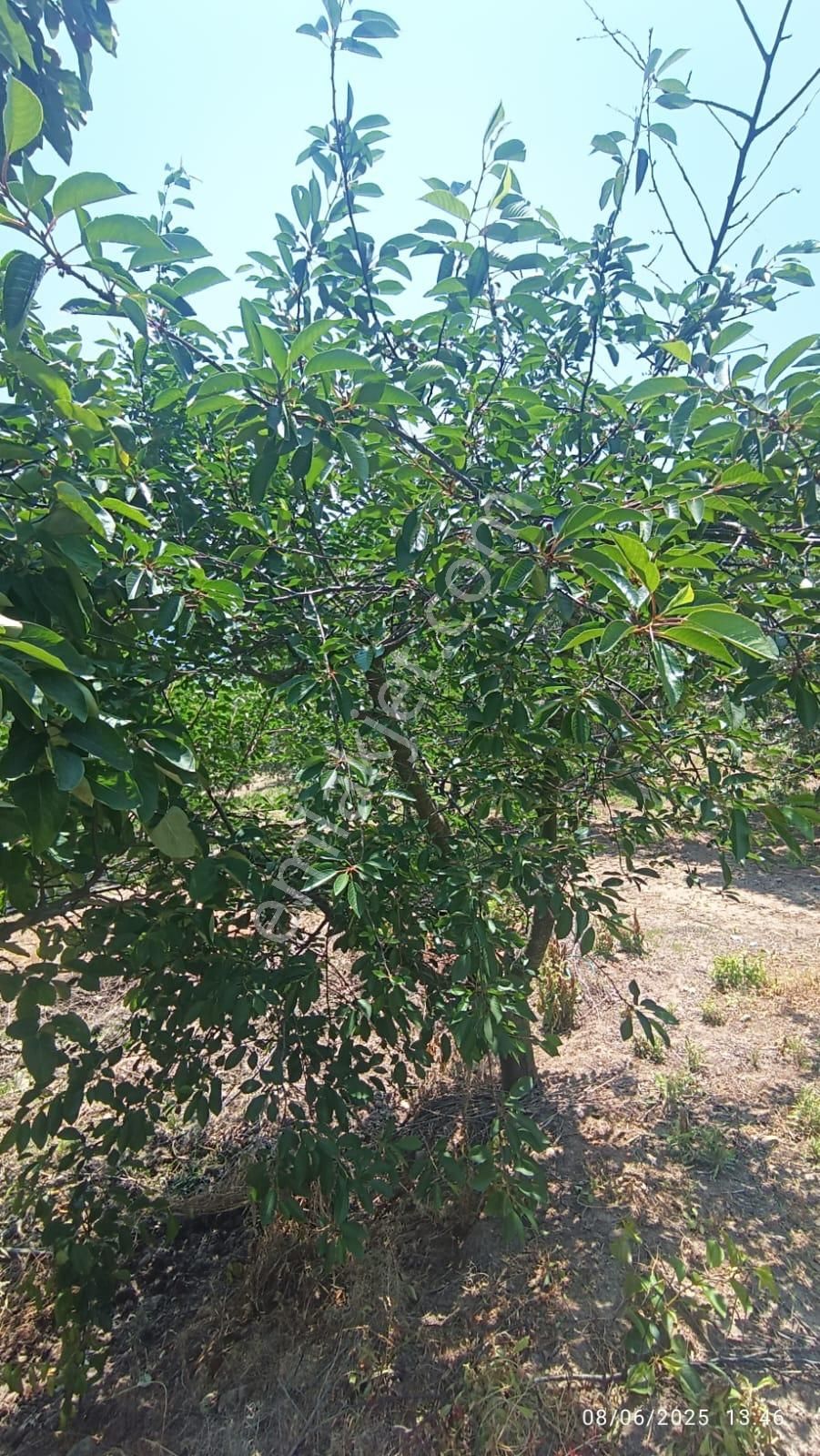 Balıkesir Erdek Hamamlı Mah. 5927 M2 Satılık Zeytinlik Deniz Manzaralı - Görsel 3