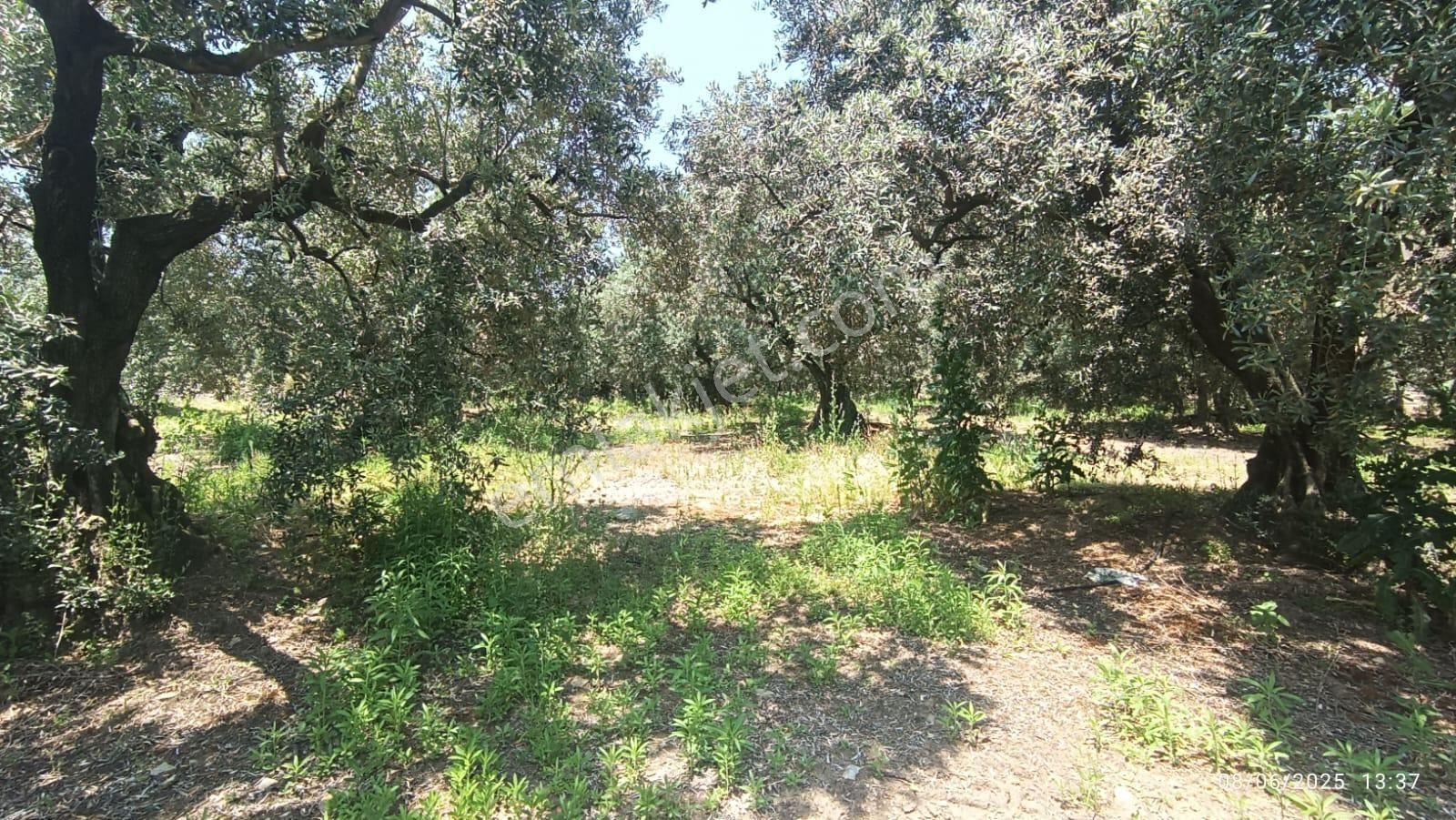 Balıkesir Erdek Hamamlı Mah. 5927 M2 Satılık Zeytinlik Deniz Manzaralı - Görsel 26