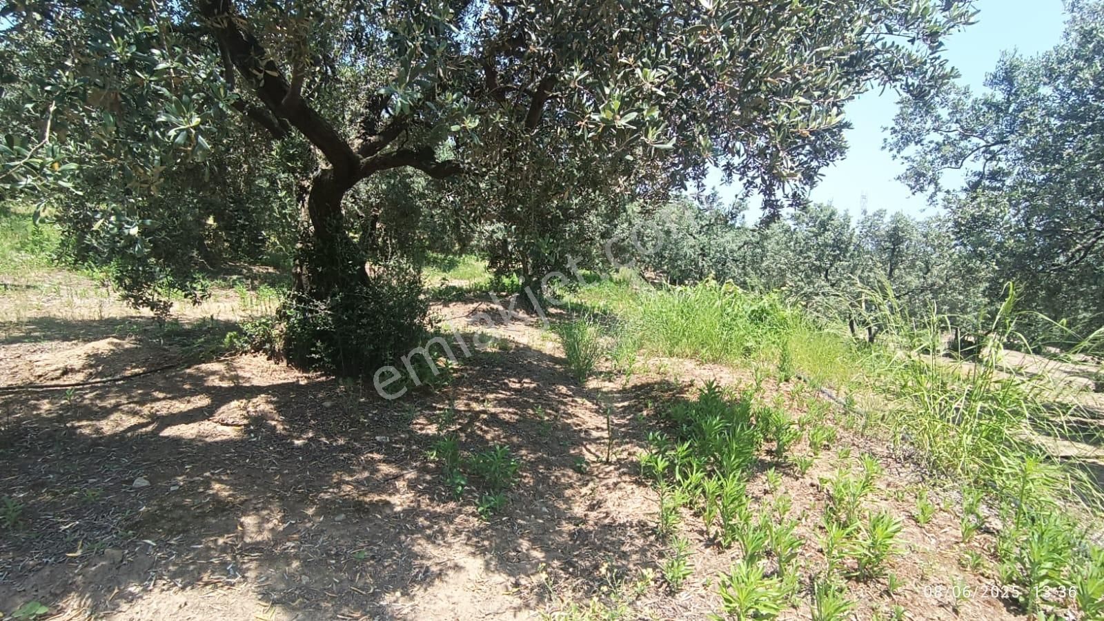 Balıkesir Erdek Hamamlı Mah. 5927 M2 Satılık Zeytinlik Deniz Manzaralı - Görsel 28
