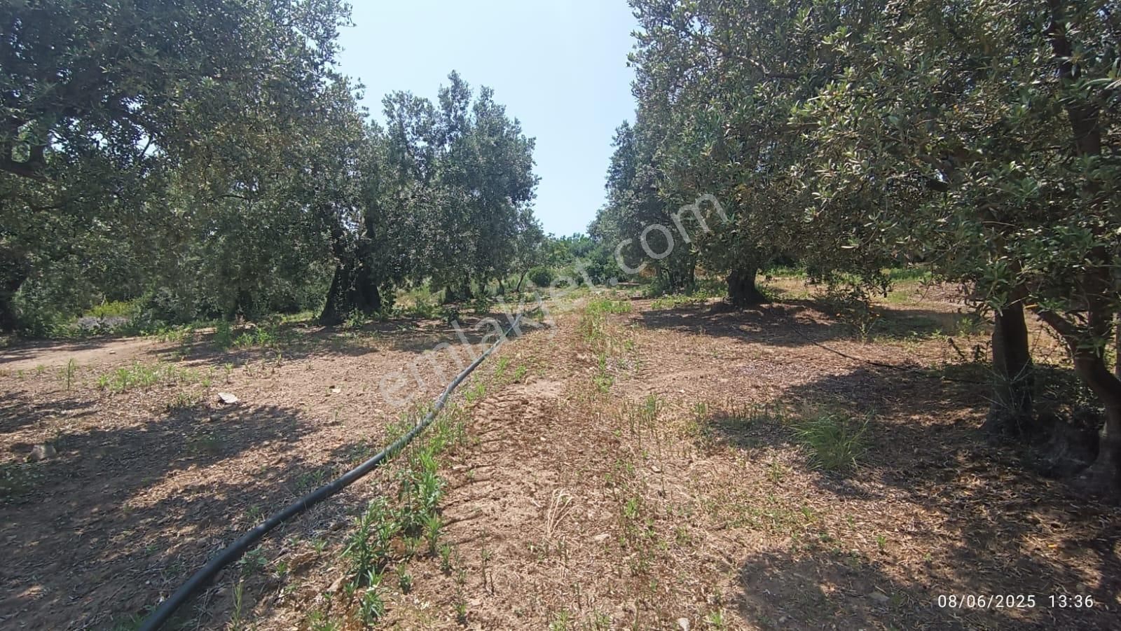 Balıkesir Erdek Hamamlı Mah. 5927 M2 Satılık Zeytinlik Deniz Manzaralı - Görsel 30