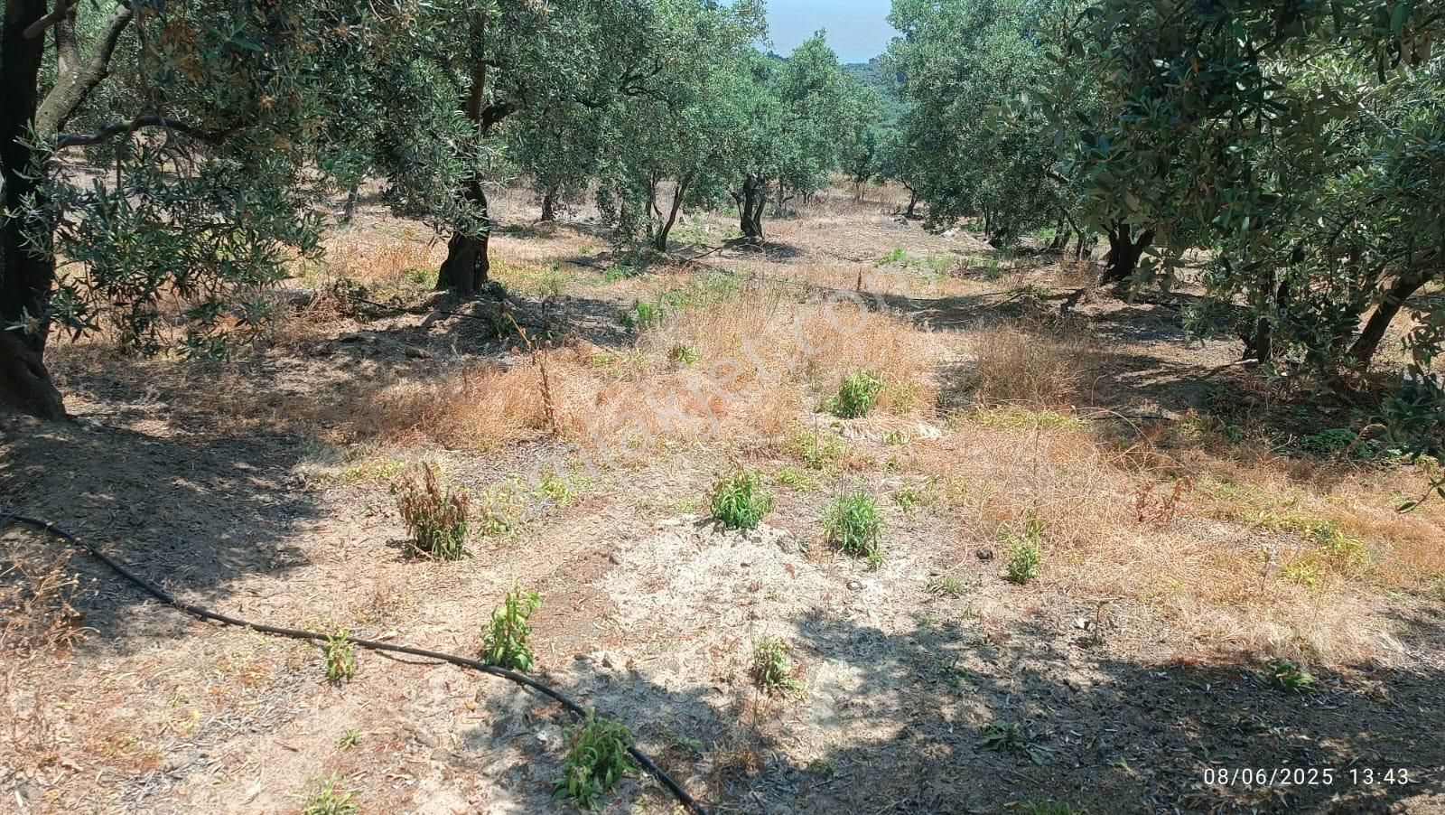 Balıkesir Erdek Hamamlı Mah. 5927 M2 Satılık Zeytinlik Deniz Manzaralı - Görsel 6