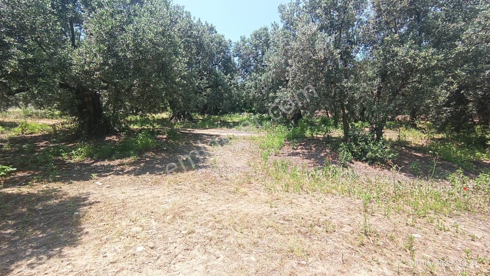 Balıkesir Erdek Hamamlı Mah. 5927 M2 Satılık Zeytinlik Deniz Manzaralı - Görsel 23