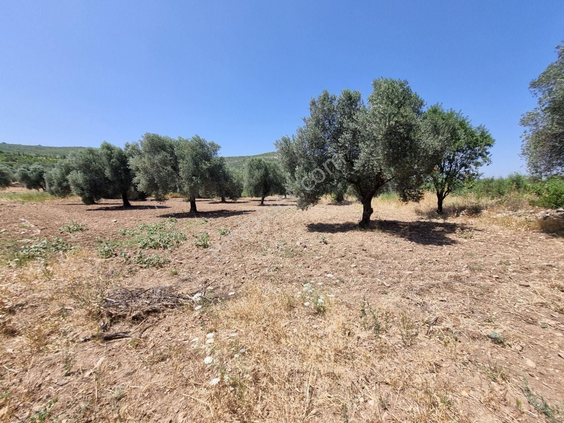 Urla Kadıovacık Köyü'nde Müstakil Parsel 4.468 M² Zeytinlik