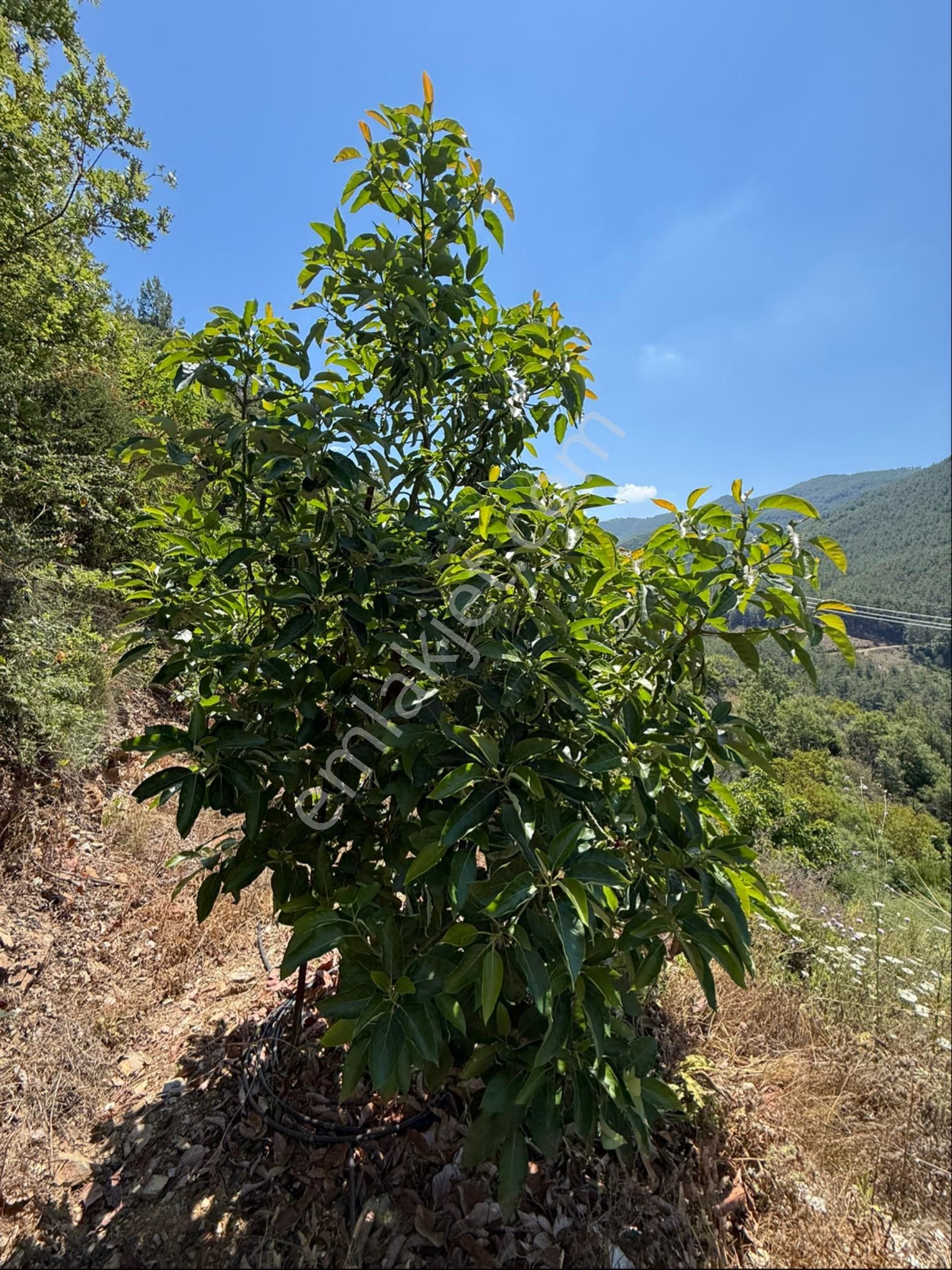 Ekç Emşaltan Satılık Avokado Bahçesi - Görsel 9