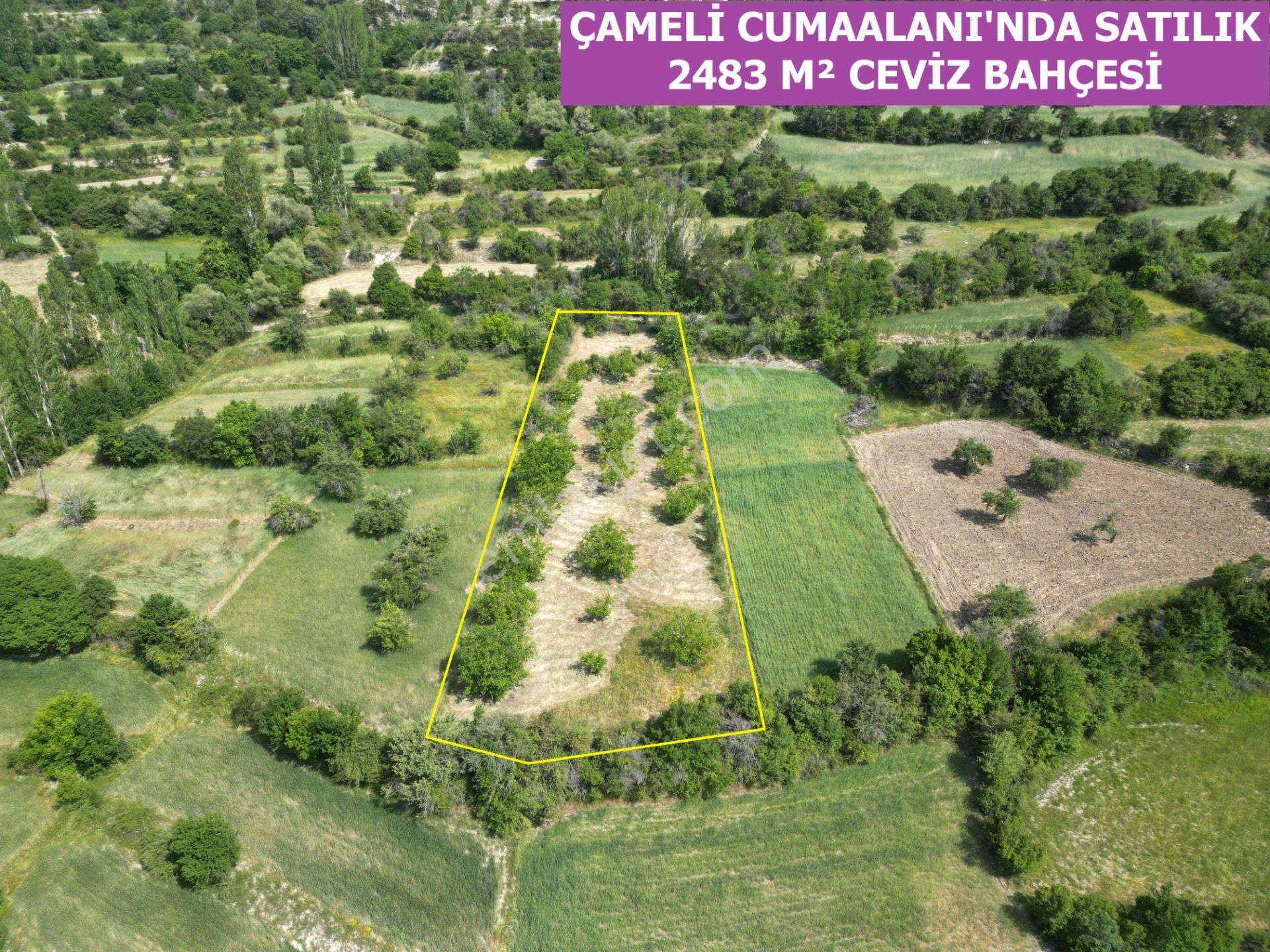 🦋lobby Fortis'ten Satılık Çameli Cumaalanı'nda 2483 M² Yatırımlık Ceviz Bahçesi🦋
